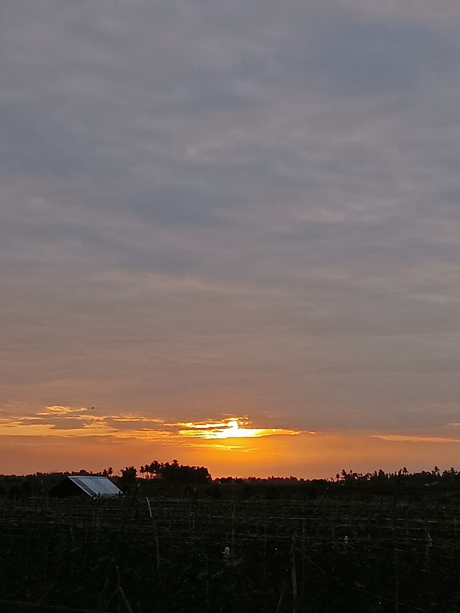 This image captures a sunset over a rural landscape in Meunasah Raya, Indonesia. The sky is dominated by soft clouds, with a warm orange glow emanating from the setting sun, which is partially obscured by a thin strip of clouds near the horizon. In the foreground, a dark, cultivated field stretches across the frame, with rows of plants and trellises visible. A small, dark-colored structure with a reflective roof, possibly a shed or small building, is situated on the left side of the field. Silhouetted against the vibrant sky are scattered trees, some appearing to be palm trees, forming a line along the horizon. A tiny bird is visible in flight in the upper left quadrant of the image. The overall impression is one of tranquility and the end of a day in the Indonesian countryside.