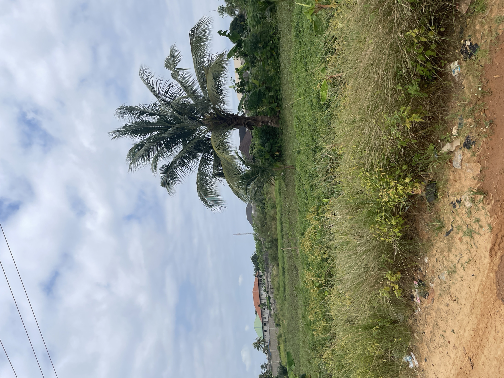 The image depicts a rural or semi-urban landscape in Badagry, Nigeria, with a clear sky filled with scattered clouds. In the foreground, a dusty, sandy path is visible, littered with some debris including plastic bags and wrappers. Beyond the path, overgrown vegetation and tall grasses dominate the scene, with patches of smaller, leafy plants interspersed.
Further into the midground, a prominent mature coconut palm tree stands tall, its fronds spread wide. To the left of the palm, a smaller palm sapling is visible. Behind the vegetation, a row of houses with distinct architectural features are situated. One house features a prominent orange-tiled roof, while others have green or darker-colored roofs. These houses appear to be of modern construction, with visible walls and windows. A telecommunications tower is also visible in the distance, behind the houses. The overall environment suggests a developing area, likely on the outskirts of a town or city, characterized by a mix of natural vegetation and residential structures.