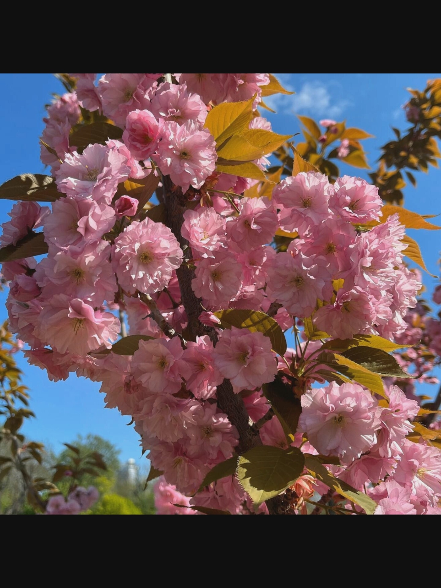 A close-up, eye-level shot focuses on a branch of a blooming cherry blossom tree against a bright blue sky. The tree's branches are covered in numerous delicate, ruffled pink blossoms, with some interspersed yellow-green leaves. The blossoms are densely clustered, with many in full bloom and a few buds present. The sky is clear and vibrant, with a hint of white clouds visible. The background is softly blurred, showing more greenery and hints of other trees, suggesting an outdoor setting in a park or garden. There are no people or animals visible in the frame. The image appears to be taken during the daytime, likely in the spring. The exact location in Saint-Août, France cannot be determined from the visual information provided in the image.