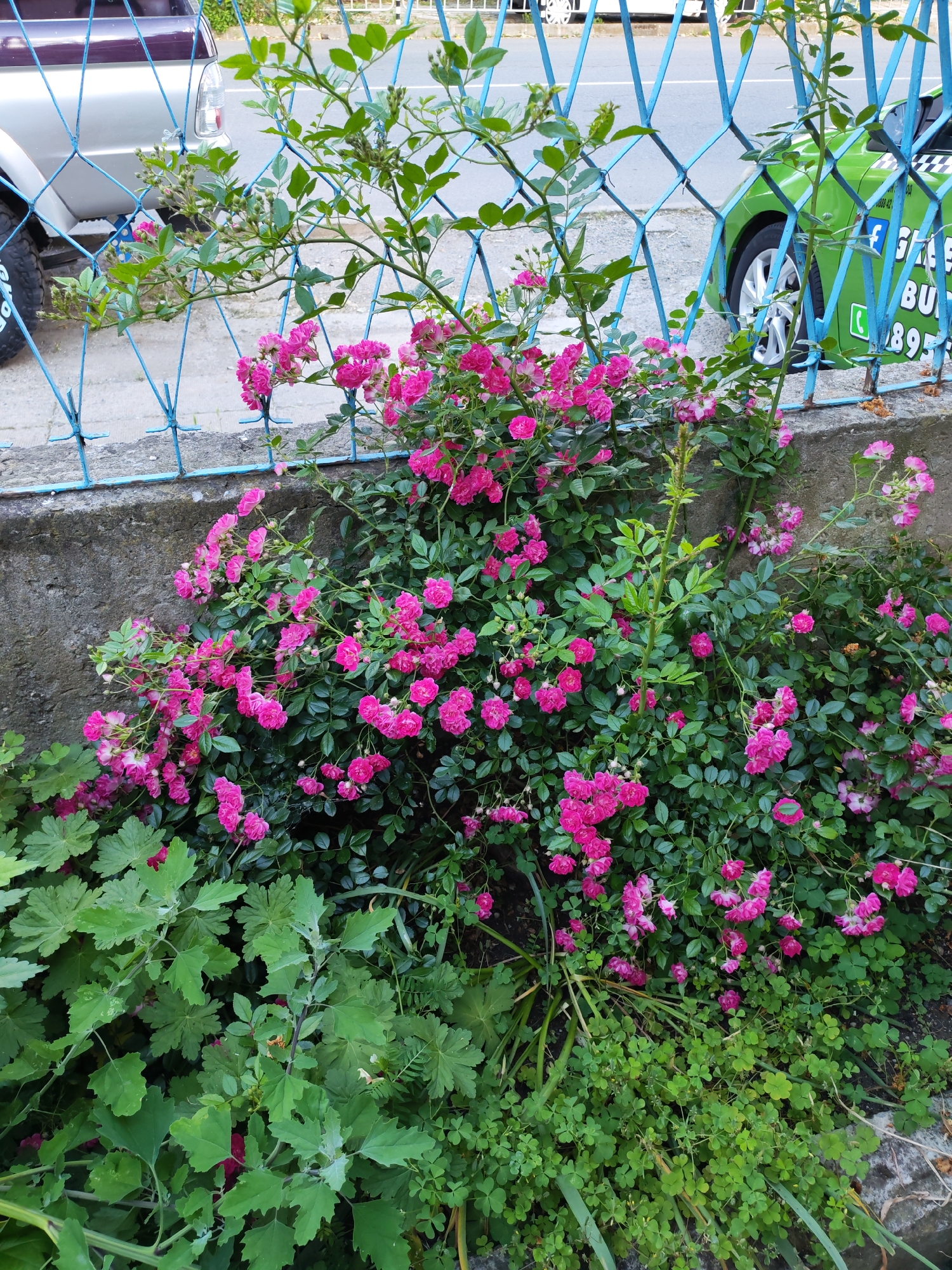 The image depicts a vibrant rose bush with numerous small, bright pink blooms and buds, intertwined with a blue metal mesh fence in the city of Marinka, Bulgaria.
In the foreground, a dense array of green foliage is present. A large rose bush dominates the scene, featuring dark green leaves and clusters of fuchsia-pink roses, some fully open and others as tight buds. Below the rose bush, lighter green plants with small, trifoliate leaves (resembling clover) and larger, lobed leaves grow densely.
A weathered concrete barrier, grayish in color, runs horizontally across the midground, separating the ground-level vegetation from the street beyond. Mounted atop this barrier is a blue painted metal fence, characterized by a diamond or square mesh pattern. Several branches of the rose bush grow through and around this fence.
Beyond the fence and barrier, a paved road or street is visible. On the left side of the road, the rear-left quarter of a silver or light-colored pickup truck is seen, including a dark tire with visible white lettering. On the right side, the front-right quarter of a bright green car, identified as a taxi, is present. The taxi displays a checkered pattern, partially visible text "GLEE", and a phone number "BU 895" on its side. No individuals are visible in the scene. The overall lighting suggests daylight conditions.