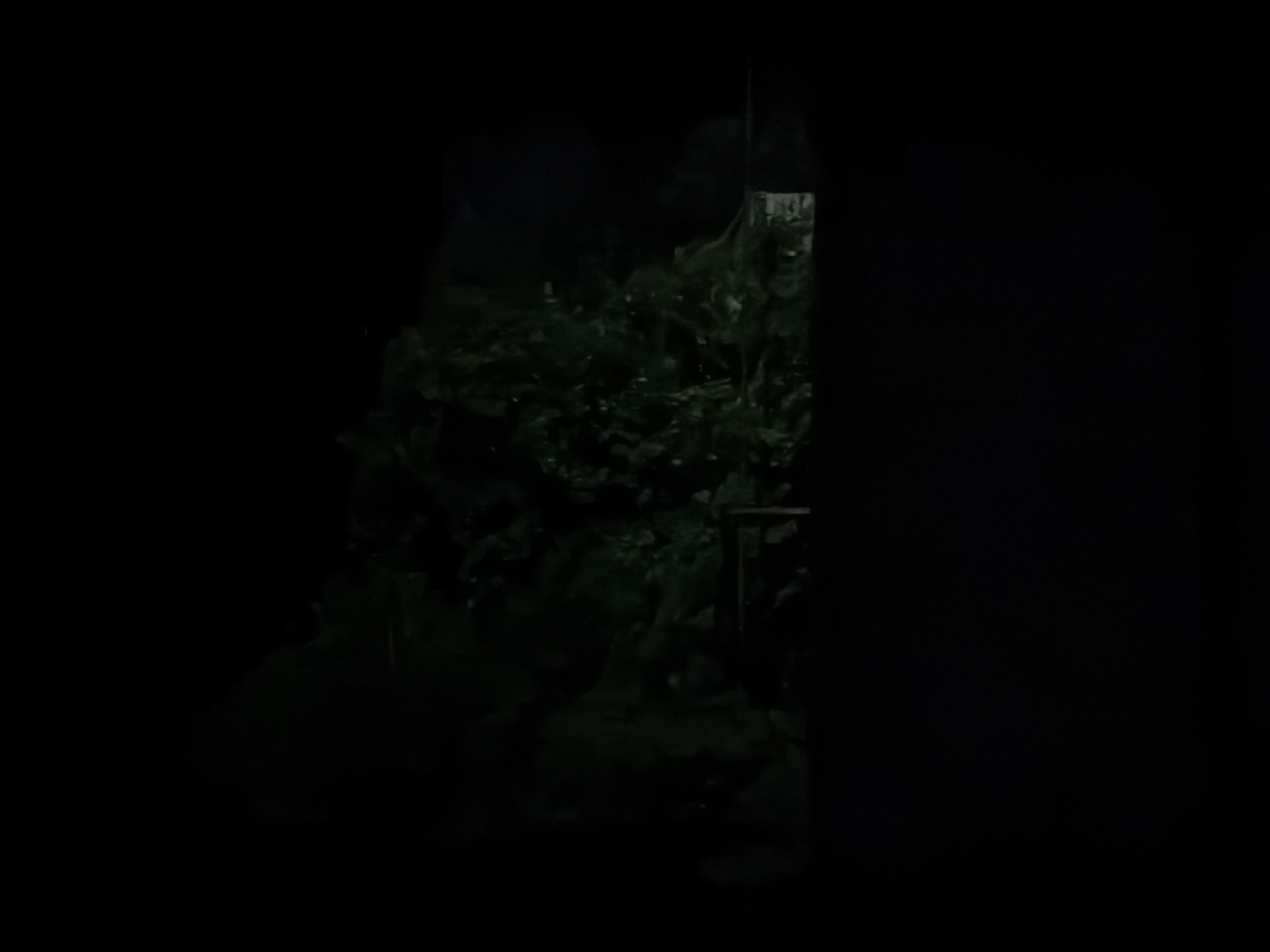 The image displays a nocturnal outdoor scene in Akkuzovo, Russia. The upper portion of the frame is filled with dense, dark green foliage, indicative of trees or large bushes, with some leaves subtly illuminated, suggesting an external light source. Below the vegetation, a dark, linear structure, possibly a fence or railing, traverses horizontally across the mid-ground. The lower section of the image remains predominantly dark, consistent with ground or deeply shadowed areas. No human figures, animals, or specific activities are discernible within the frame. The overall lighting conditions are extremely low, characteristic of nighttime.