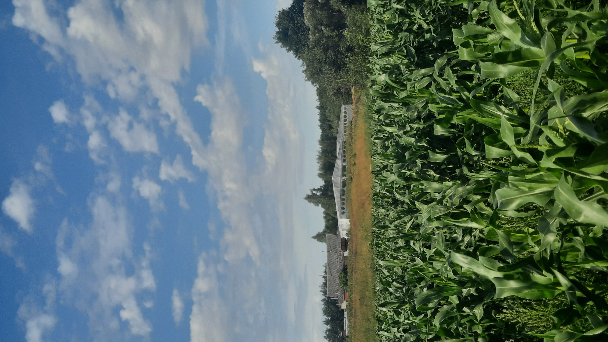 The image shows a rural landscape under a partly cloudy blue sky. In the foreground, a dense field of green corn stalks dominates the lower half of the frame. Beyond the cornfield, a line of trees forms a dark green border across the middle ground. In front of the trees, a few farm buildings are visible, including a long, white greenhouse-like structure and some older, darker buildings with grey roofs. The environment appears to be agricultural and situated in a rural setting, possibly on the outskirts of Шклоў, Belarus. There are no people or animals visible in the scene. The overall impression is one of a calm, sunny day in the countryside.