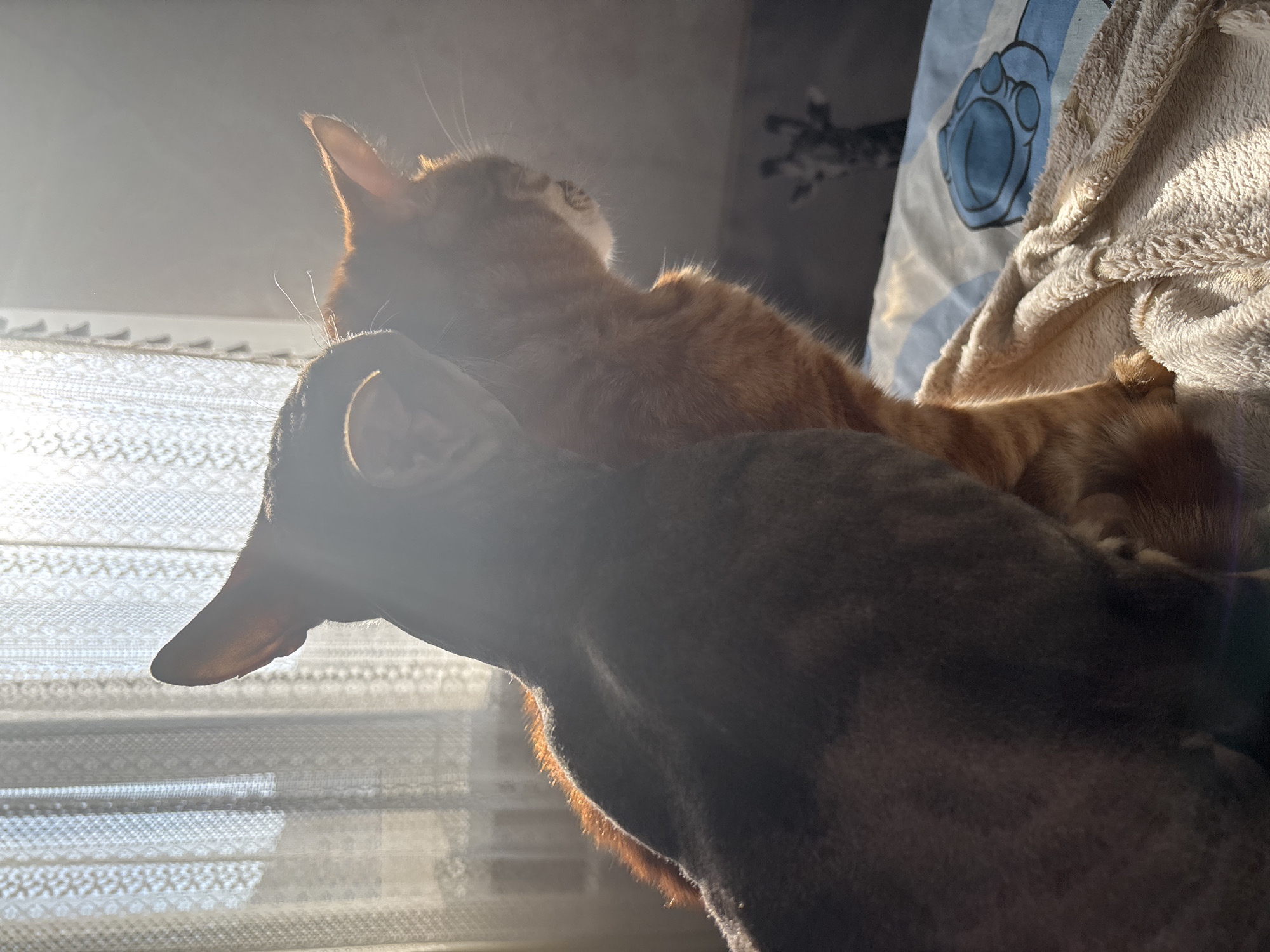 A sun-drenched interior in Natukhayevskaya, Russia, shows two pets relaxing on a bed. An orange tabby cat lies atop a dark-colored dog. The dog's head is in the foreground near a window with patterned curtains. A beige blanket is draped behind the cat, and a blue and white patterned object is visible in the background. A partial image of a giraffe wall decoration is also in the background.