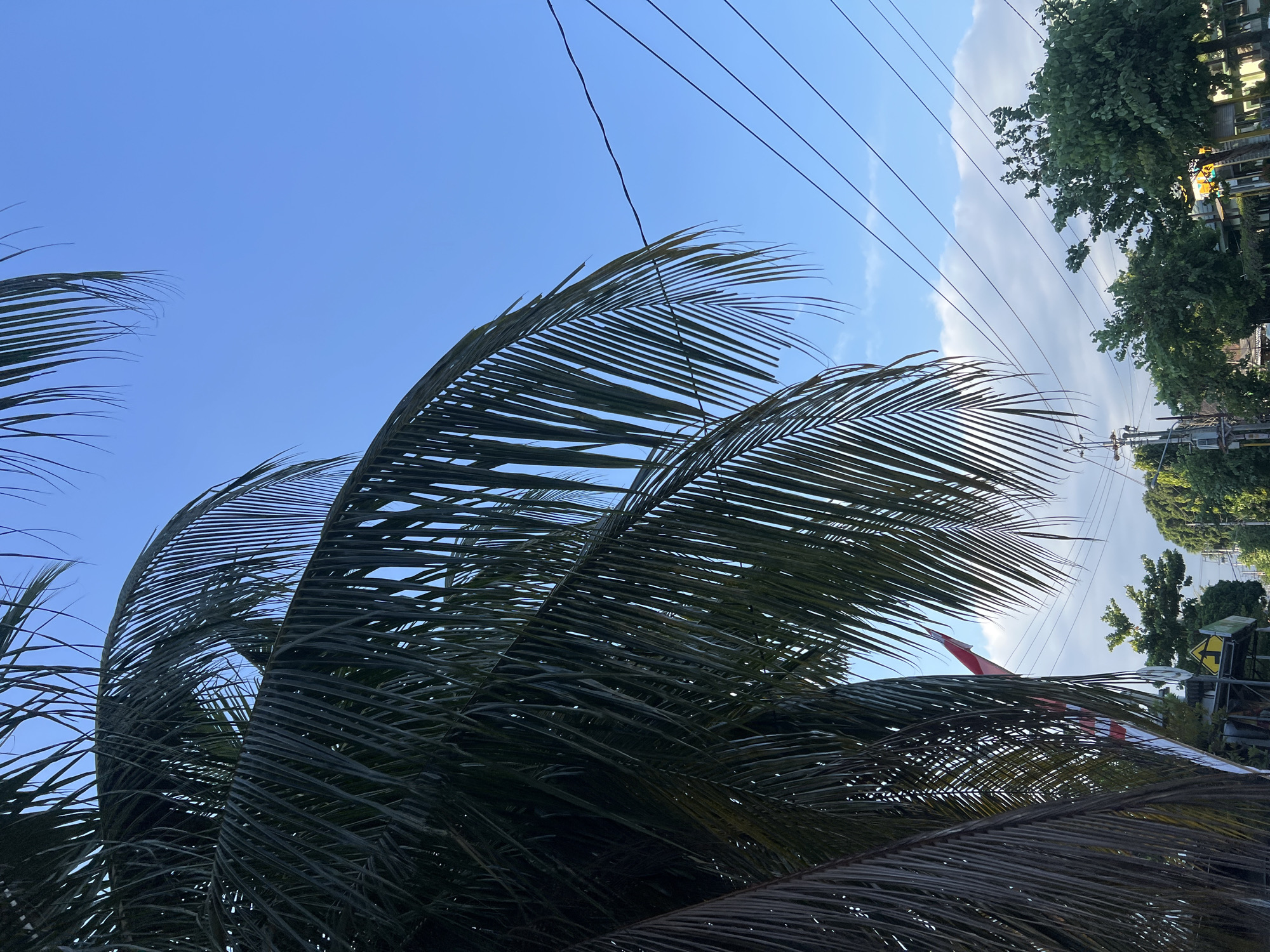 This image captures a serene outdoor scene in Yogyakarta, Indonesia, likely on a clear day given the bright blue sky. Dominating the foreground are the lush green fronds of a coconut palm tree, casting shadows and adding a tropical feel to the environment. Peeking through the palm leaves, a glimpse of a red and white Indonesian flag can be seen, suggesting a nationalistic or celebratory context.
In the background, a network of overhead electrical wires crisscrosses the sky, a common sight in urban and suburban areas. Beneath the wires, a line of trees with dense green foliage borders a street. The presence of streetlights and what appears to be a traffic sign further indicates an urban setting, likely a street or road. The overall impression is one of a typical day in a vibrant city, blending natural elements with urban infrastructure. There are no people or animals visible in the frame. The lighting suggests it could be morning or late afternoon due to the soft, diffused light.