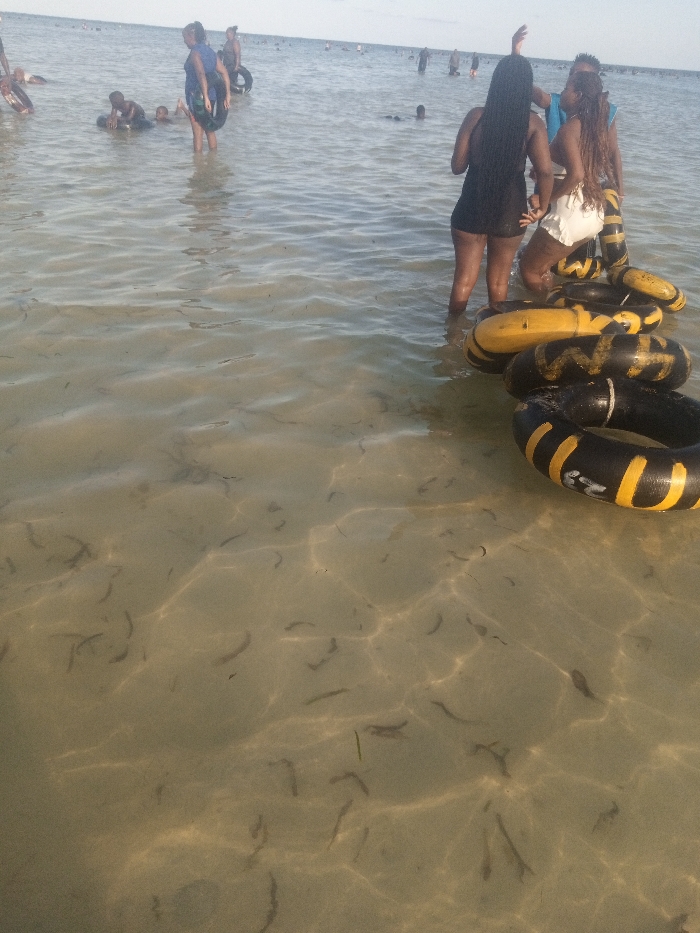 The image displays a crowded beach scene in Shanzu ward, Kenya, under natural daylight. The foreground reveals clear, shallow ocean water with a visible sandy bottom featuring scattered dark strands of submerged seagrass or algae, illuminated by sunlight creating ripples and reflections.
In the mid-to-foreground on the right, three individuals are standing in the water. The leftmost of this trio, a female with long dark hair, is seen from behind wearing a dark, possibly black, garment, with her right arm raised towards the sky. To her right, a second female with braided hair, dressed in a white top and white shorts, faces left towards the first female while standing close to a partially visible male. Immediately adjacent to these individuals, a chain of approximately ten black and yellow striped inner tubes floats on the water's surface, extending towards the lower right corner of the frame. Some tubes bear white markings.
In the mid-ground on the left side of the frame, several other individuals, including children and adults, are engaged in water activities. One child is visible floating on a dark inner tube, while another adult carries a similar inner tube. Further into the background, numerous people are scattered across the water's surface, indicating a populated recreational area. The horizon line is visible under a light sky.