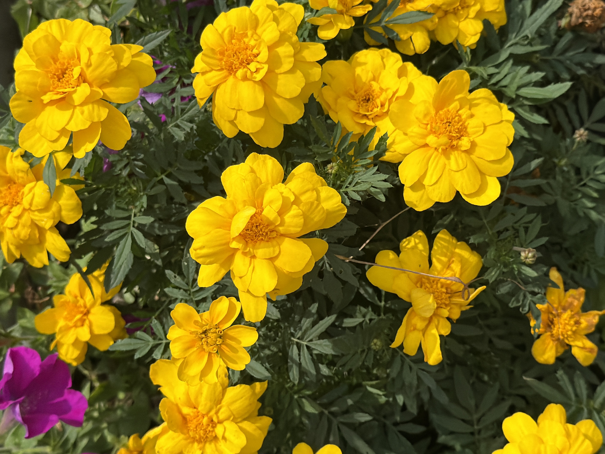 The image displays a close-up, overhead view of a vibrant flower bed. The majority of the flowers are a bright, sunny yellow, with some appearing to be marigolds due to their layered petals and textured centers. Interspersed among the yellow blooms are a few larger, lighter pink or magenta flowers, partially visible in the upper left quadrant. The foliage is a deep green, providing a lush backdrop. The lighting suggests it is daytime, with sunlight illuminating the petals and casting shadows. There are no people or animals visible in the image. The scene is typical of a well-maintained garden or park. There is no identifiable information to pinpoint a specific location within Yekaterinburg, Russia.