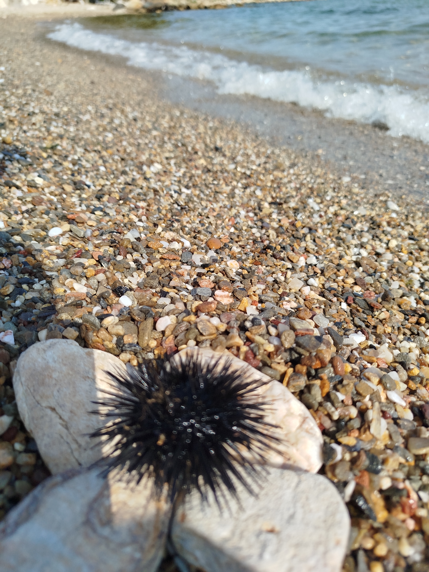 A black sea urchin rests on two smooth, light-colored rocks on a pebble beach. The beach is made up of small, multi-colored pebbles, and the gentle waves of the sea are visible in the background. The scene is set in Sithonia Municipal Unit, Greece.