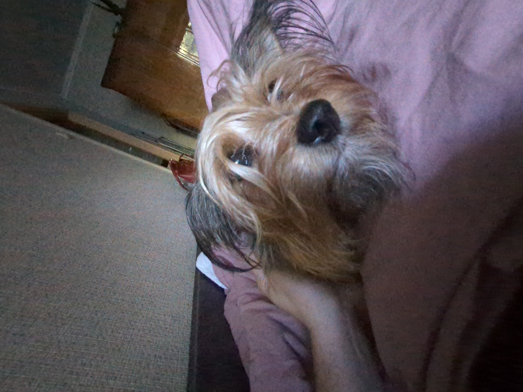 The image shows a close-up of a small, scruffy dog, likely a Yorkshire Terrier, lying on a pink blanket. The dog's head is resting on what appears to be a human arm, which is partially visible. The dog's fur is light brown and gray, with some darker strands. Its eyes are open and looking towards the camera. The background is blurred, but suggests an indoor setting with textured walls and a piece of wooden furniture. There is no indication of the specific location within the city of Boryspil, Ukraine.