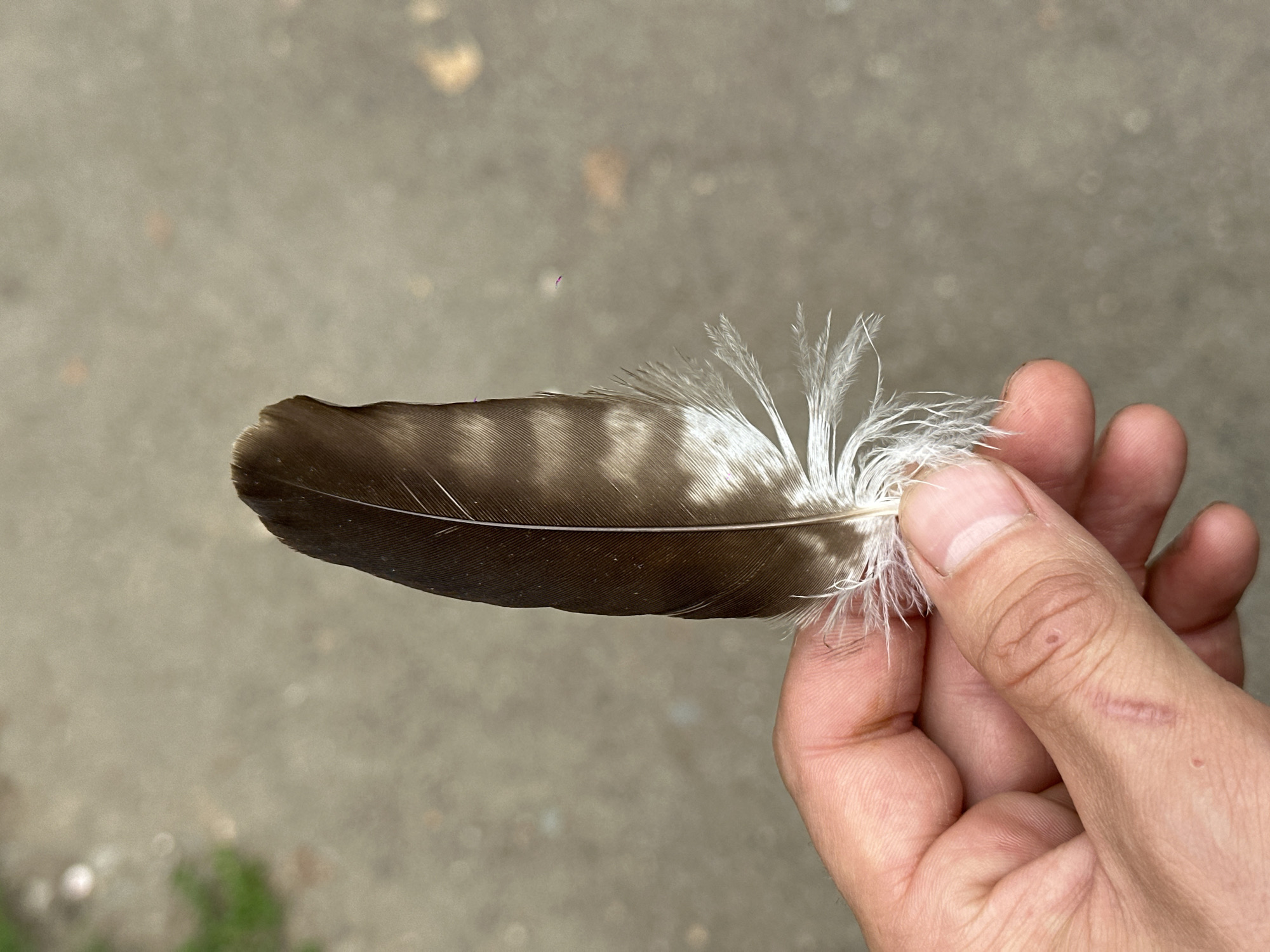 A person's hand is holding a single, brown and white bird feather. The feather is positioned vertically in the center of the frame, with its pointed end facing upwards. The base of the feather is fluffy and white, while the upper portion is darker brown with lighter brown or white barring. The hand, which appears to be that of an adult, is holding the feather between the thumb and forefinger. The skin of the hand shows some texture, including a visible scar on the thumb. The background is out of focus and appears to be a paved surface, possibly a sidewalk or road, with some green foliage visible in the upper left corner. The lighting suggests it is daytime. This image was taken in the city of Biysk, Russia.