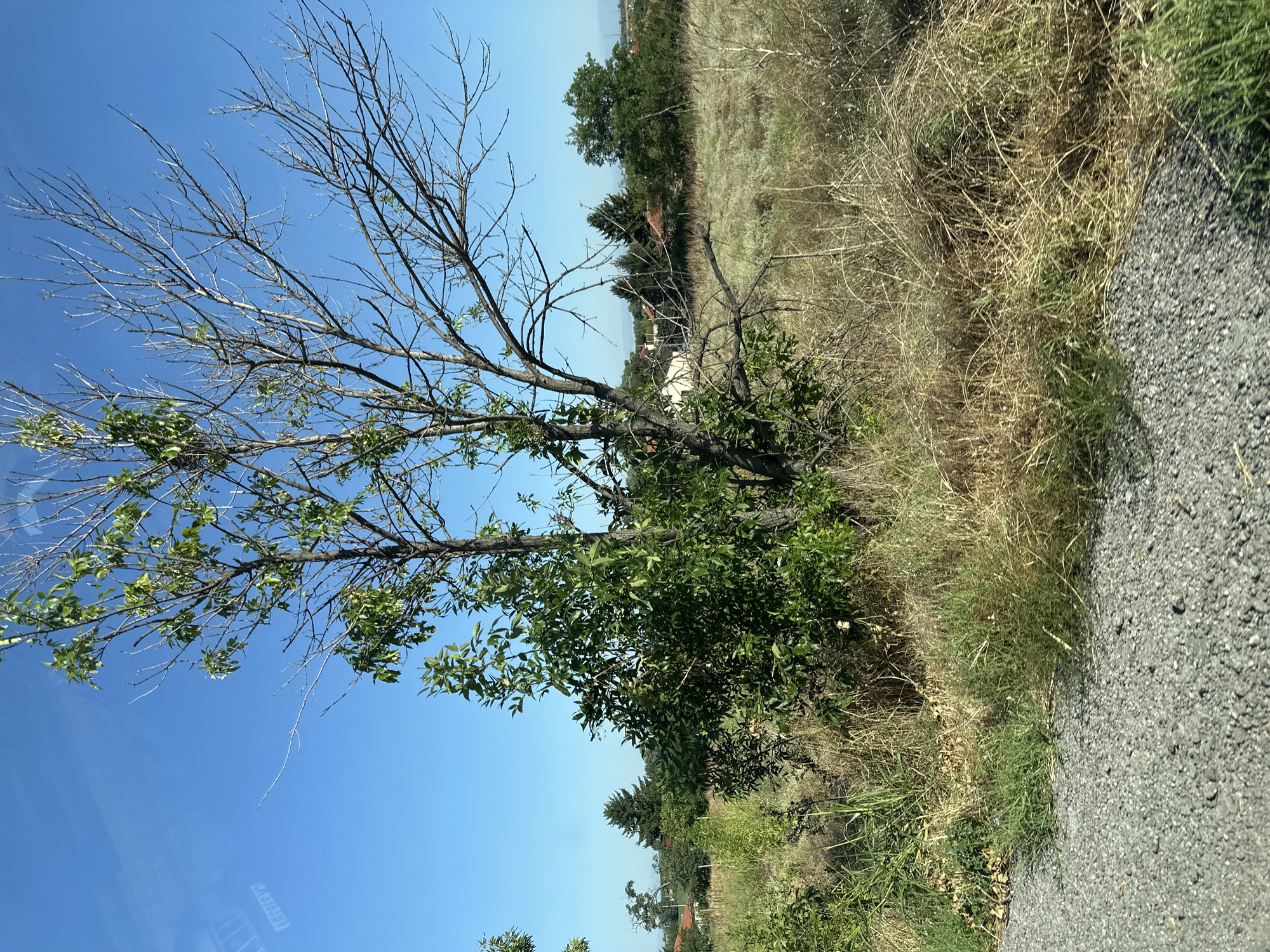The image depicts a rural roadside scene under a clear blue sky. In the foreground, a rough, gravelly path runs along the left edge of the frame. Immediately to the right of the path is an area of overgrown, dry grass and some green vegetation. A tree stands prominently in the mid-ground, with a split trunk. The left side of the tree is lush and green, with dense foliage, while the right side is skeletal and bare, with only dry branches reaching upwards. Behind the tree, a field of dry grass extends into the background, dotted with scattered green bushes and trees. In the distance, several houses with red-tiled roofs are visible amongst the trees, suggesting a small village or settlement. The overall impression is one of a dry, sunny day in a rural setting, possibly on the outskirts of Kadievo, Bulgaria. There are no people or animals present in the image.