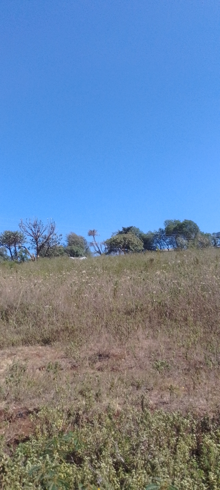 A natural landscape in Ngong ward, Kenya, is depicted under a clear, bright blue sky. The upper approximately 50% of the image displays an unobstructed blue sky. The horizon, running horizontally across the mid-section, consists of a distant ridge or hill crowned with a varied line of trees and dense shrubbery. Tree types include both deciduous-appearing specimens with bare branches and evergreen-appearing trees with full foliage. A faint, light-colored object, unidentifiable in detail, is partially visible among the trees on the left side of the distant horizon. The lower 50% of the image features a gently rising or level field dominated by dry, light brown grass interspersed with patches of green vegetation, particularly denser in the immediate foreground. Small, scattered white flowers are observed throughout the grassy areas. No people, animals, or discernible activities are present.