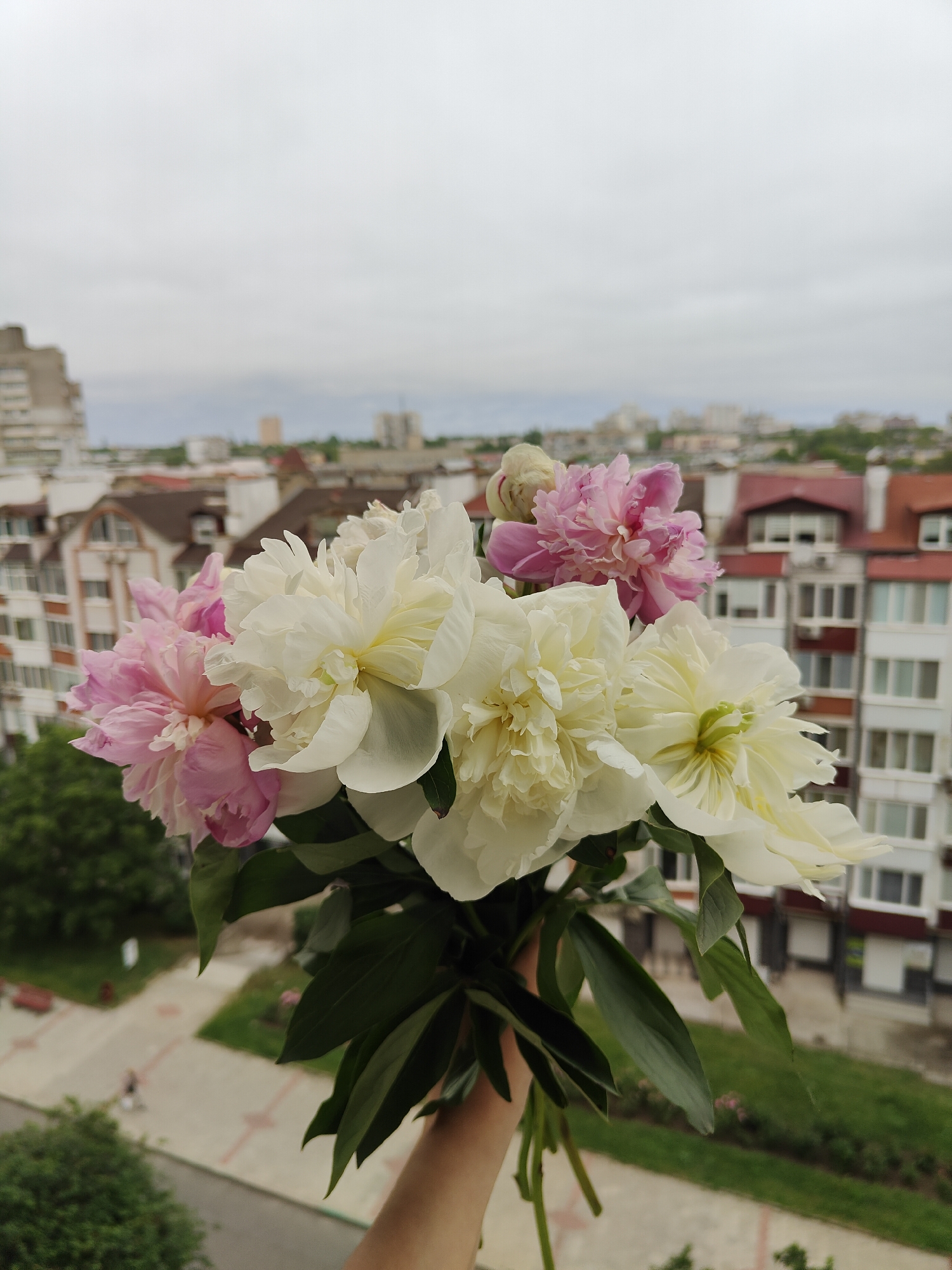 A vibrant bouquet of pink and white peonies is held up, prominently filling the foreground of the image. The flowers are fresh and in full bloom, showcasing their delicate, layered petals and deep green leaves. The light pink and creamy white hues of the peonies are the sharpest elements in the photograph.
The background reveals an urban landscape, viewed from an elevated perspective, likely a balcony or high window, looking out over the city of Chornomorsk, Ukraine. The sky is overcast, a uniform light gray that diffuses the daylight, suggesting a cloudy day. Various buildings, including multi-story residential blocks with white facades and some structures with reddish-brown roofs, stretch across the middle ground and into the distant horizon. Patches of green trees and grass are visible, adding elements of nature to the city scene.
In the lower-left corner of the background, a paved path with distinctive red square patterns can be seen, along which a blurry figure of a person is walking. The scene captures a moment of natural beauty juxtaposed against the everyday urban environment. There is no visible text in the image.