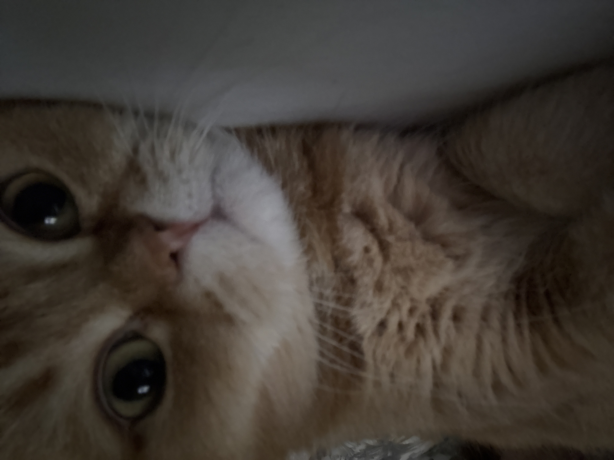 A close-up, low-angle shot shows the face of an orange tabby cat. The cat is lying down, with its head resting on a flat, light-colored surface. The cat's fur is visible in detail, appearing soft and slightly matted. Its eyes are large and open, with visible pupils. The cat's nose and mouth area are also in focus. The background is blurred and out of focus, with hints of a textured surface. The lighting appears to be dim and diffused.