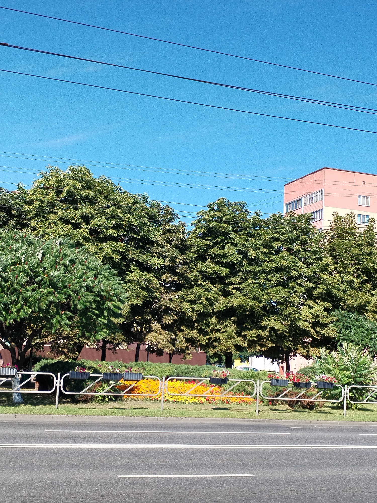 The image captures a street scene in Homyel, Belarus, on a clear day. The foreground features a two-lane asphalt road with white lane markings. A silver metal fence with a decorative design separates the road from a grassy median. This median is planted with a flower bed displaying vibrant red, yellow, and orange flowers in planters. Behind the flower bed, a row of lush green trees stands tall, their leaves catching the sunlight. In the background, a multi-story pink building with white window frames is visible, suggesting an urban environment. The sky above is a clear, bright blue, with several power lines stretching across it. The overall impression is a well-maintained urban landscape under a sunny sky. There are no people visible in the frame.