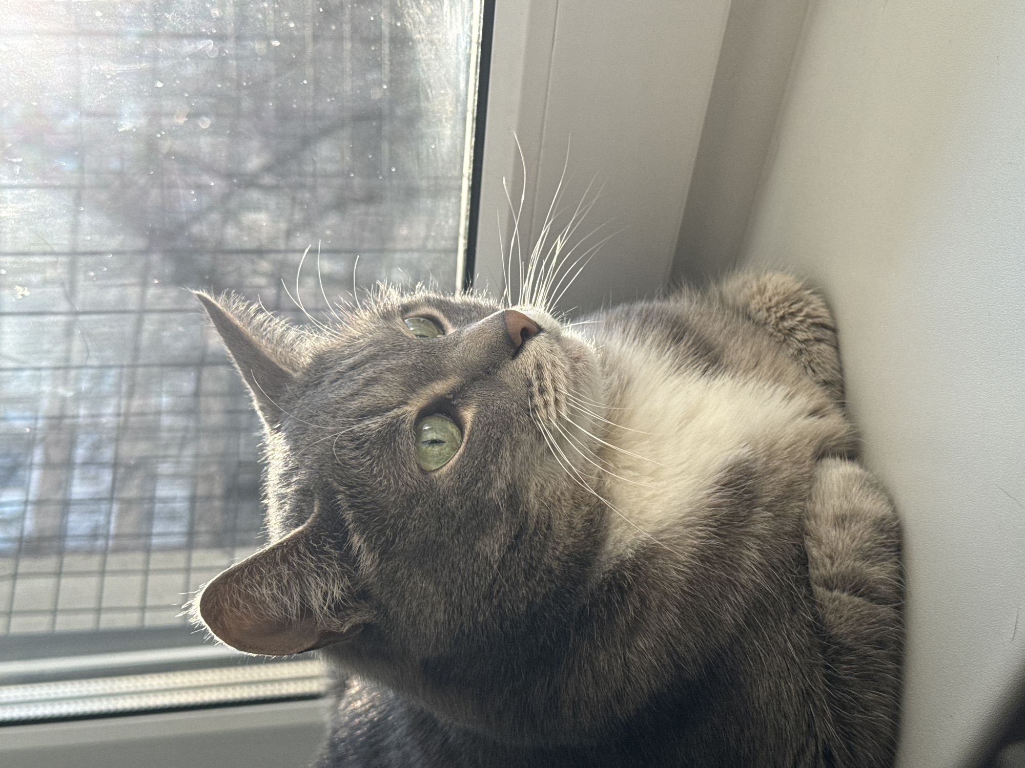 A gray and white cat is lying on a windowsill, looking up and to the left. The cat has green eyes and long white whiskers. The windowsill is white. Behind the cat is a window with a view of bare trees and possibly buildings in the distance, although the view is somewhat obscured by the dirty window glass. The location is unknown, and the image does not indicate any location or city.