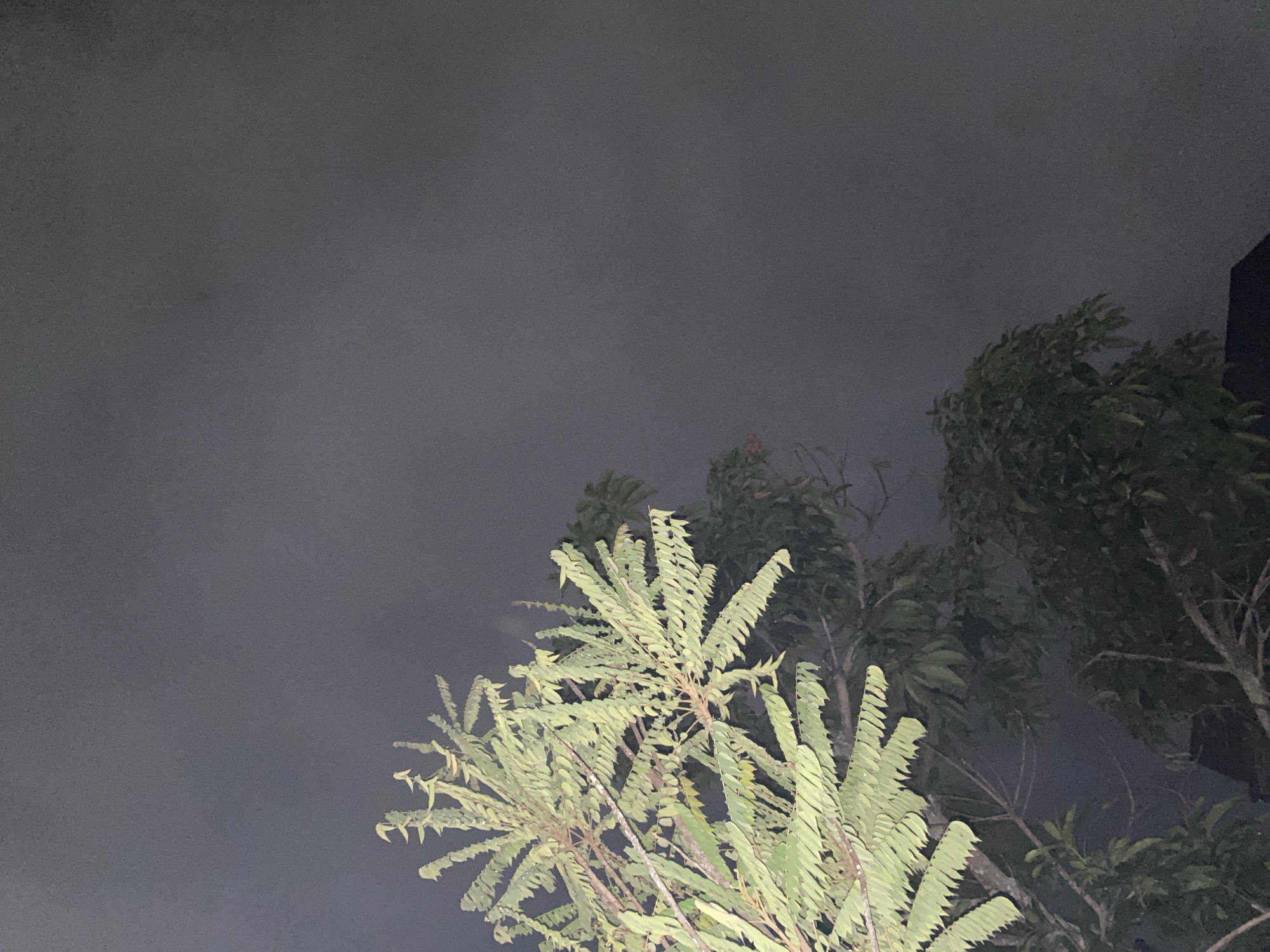A close-up, low-angle outdoor shot captures the upper branches and foliage of a starfruit tree against a dark, foggy sky. The leaves of the tree, illuminated by an unseen light source, are a vibrant green. The sky itself is a uniform, hazy gray, obscuring any details of the cityscape or horizon. The bottom of the image shows glimpses of darker foliage from other trees and a dark, angular shape that could be a roofline, possibly indicating a residential area. The overall impression is one of a humid, overcast night in Banjarmasin, Indonesia, with the dense fog muffling the environment.