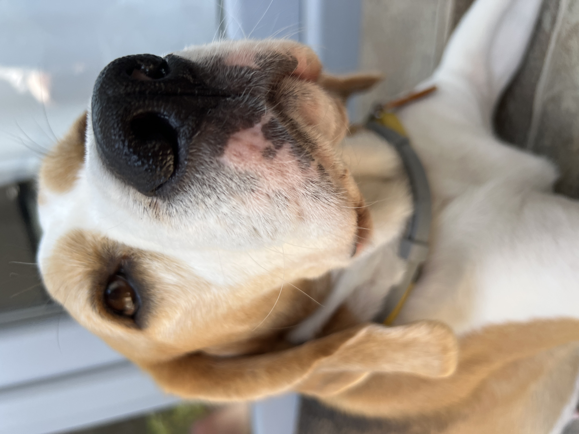A close-up, low-angle shot focuses on the face of a beagle dog. The dog has brown and white fur, with distinct brown patches around its eyes and ears. Its nose is black and wet. The dog appears to be wearing a gray and yellow collar. The background is blurred, suggesting an outdoor setting, possibly a patio or porch. The image does not depict any identifiable landmarks or specific locations within Budva, Montenegro.