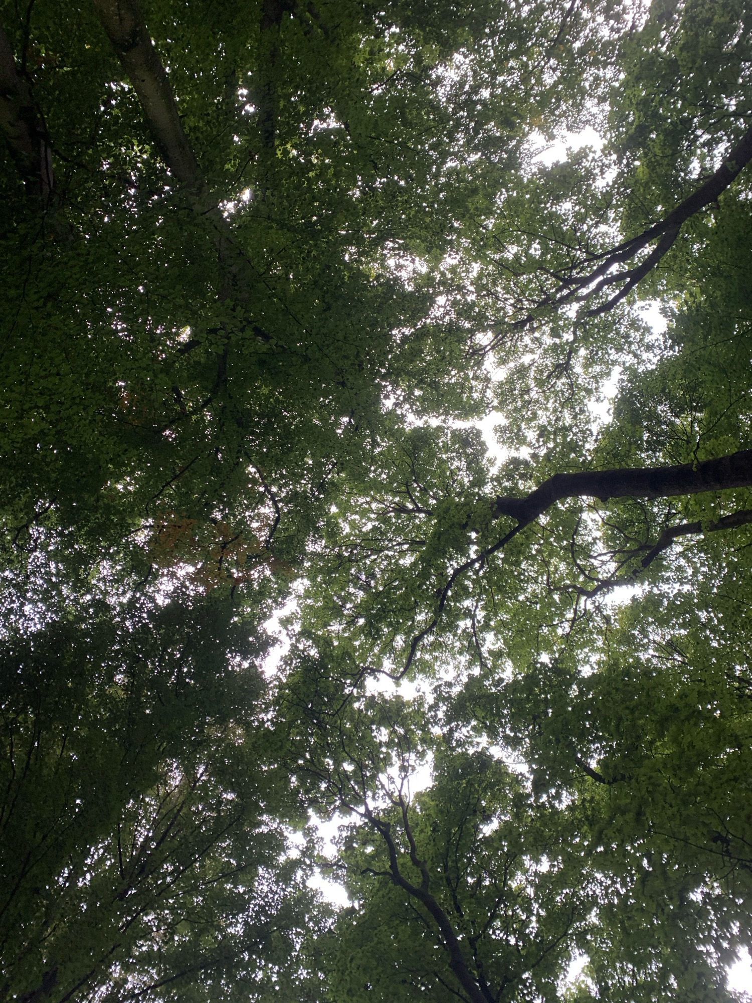 This is a low-angle shot looking up through a dense canopy of green leaves in a forest. The sky is visible in patches through the gaps in the foliage, appearing bright and overcast. The branches of the trees create a network of dark lines against the lighter sky. Some of the leaves are illuminated by the diffused sunlight, creating a dappled effect. The image appears to be taken in a natural outdoor setting, likely a park or forest area. Without specific landmarks or identifying features, the exact location within Lviv, Ukraine cannot be determined. There are no people or animals visible in the image. The overall impression is one of being enveloped by nature.