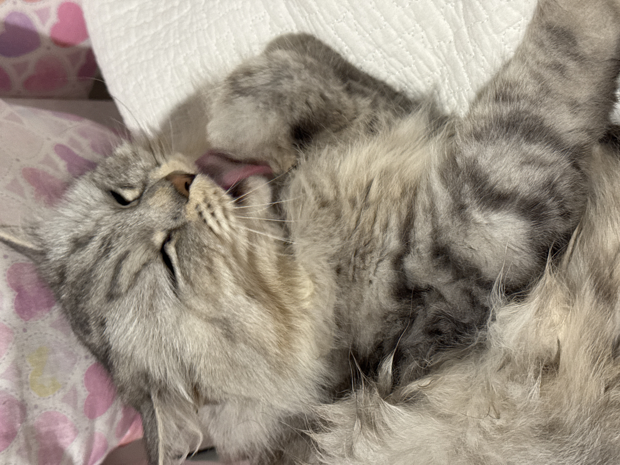 A fluffy, gray tabby cat is curled up on a bed, with a pillow behind it. The cat's eyes are closed and its tongue is slightly visible, suggesting it might be licking itself or relaxed. The cat is lying on a pillow or blanket. The background includes a bedsheet with a heart pattern and a textured white fabric, likely a pillow.
The location is specified as Ферма, Russia, but there's no visual information in the image to confirm this. The image presents a domestic scene of a cat resting.