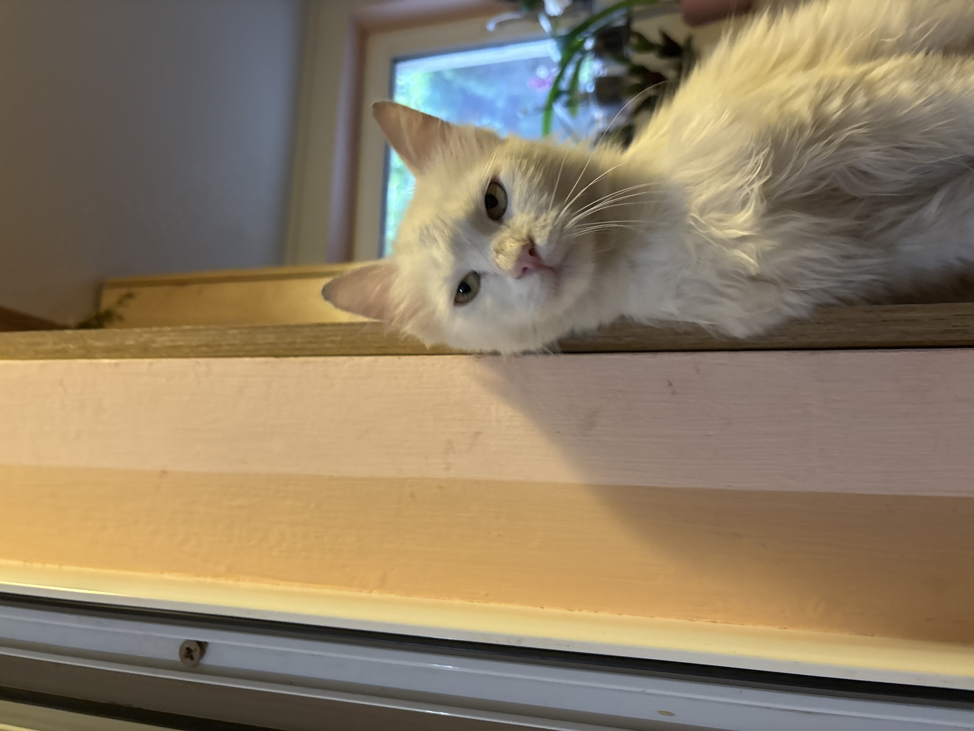 A white cat is lying on a wooden shelf in front of a window. The cat has green eyes and a pink nose. Behind the cat, there is a window with greenery visible outside. The shelf appears to be painted in shades of pink and peach. The lower portion of the image shows a white frame. The location is not discernible.