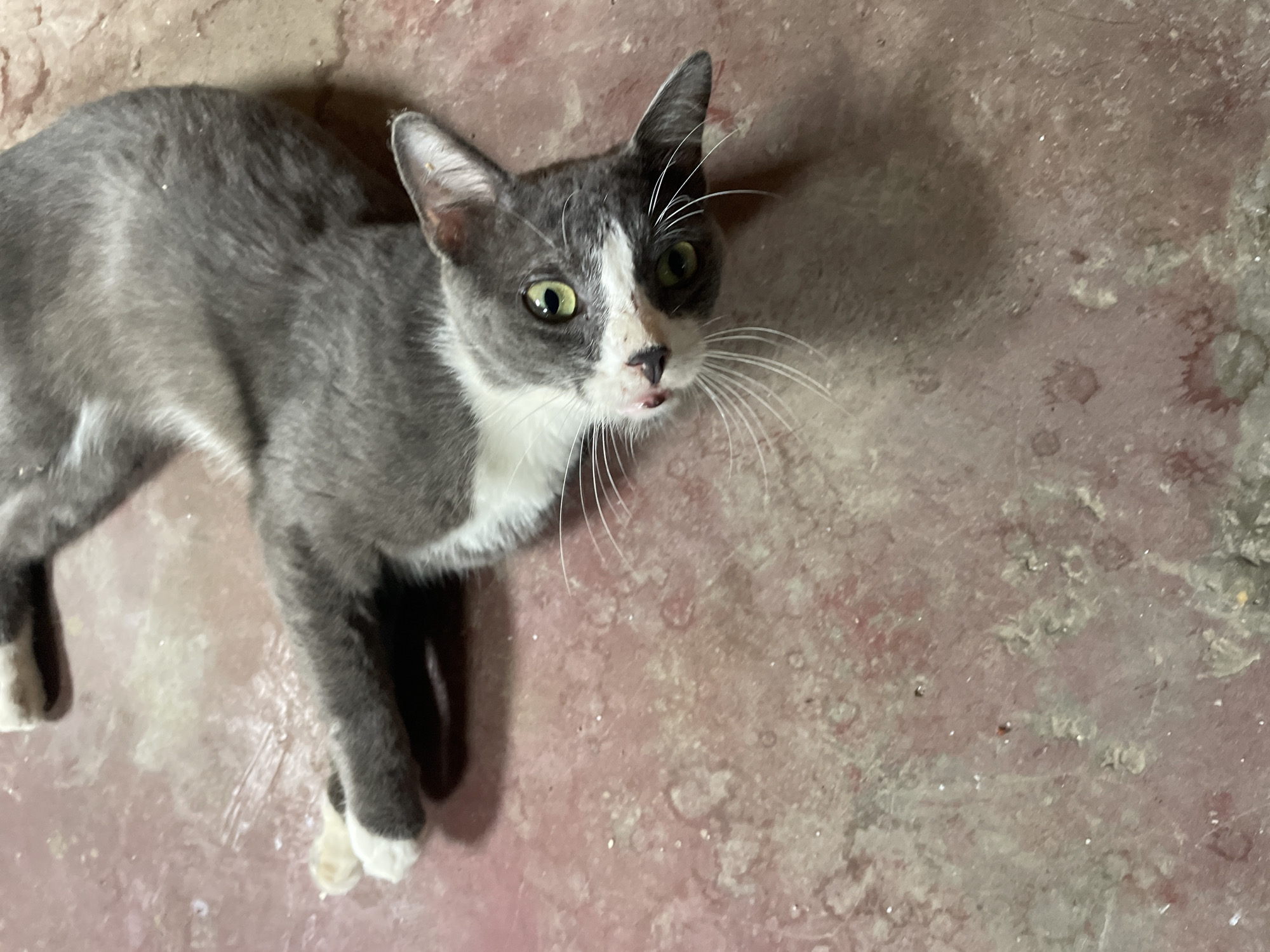 A gray and white cat with green eyes is lying on a mottled pink and gray surface. The cat is looking up and to the right. It has white socks on its paws. The location is unknown.