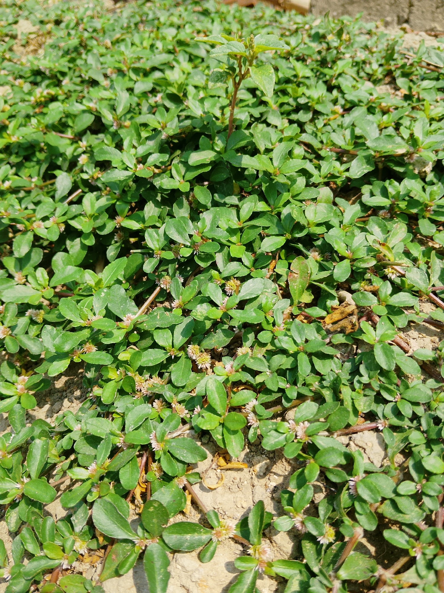 The image shows a patch of low-lying green vegetation, likely a ground cover or weed, growing on dry, sandy soil. The plants have small, ovate leaves and scattered tiny white or pinkish flowers. The vegetation appears to be healthy and dense in some areas, with some brown, dried plant matter visible amongst the green. The background shows a blur of similar vegetation and some indistinct earthy-toned structures, suggesting an outdoor environment. The scene is lit by natural sunlight, creating shadows and highlighting the textures of the plants and soil. The location is identified as Kasiman, Indonesia.