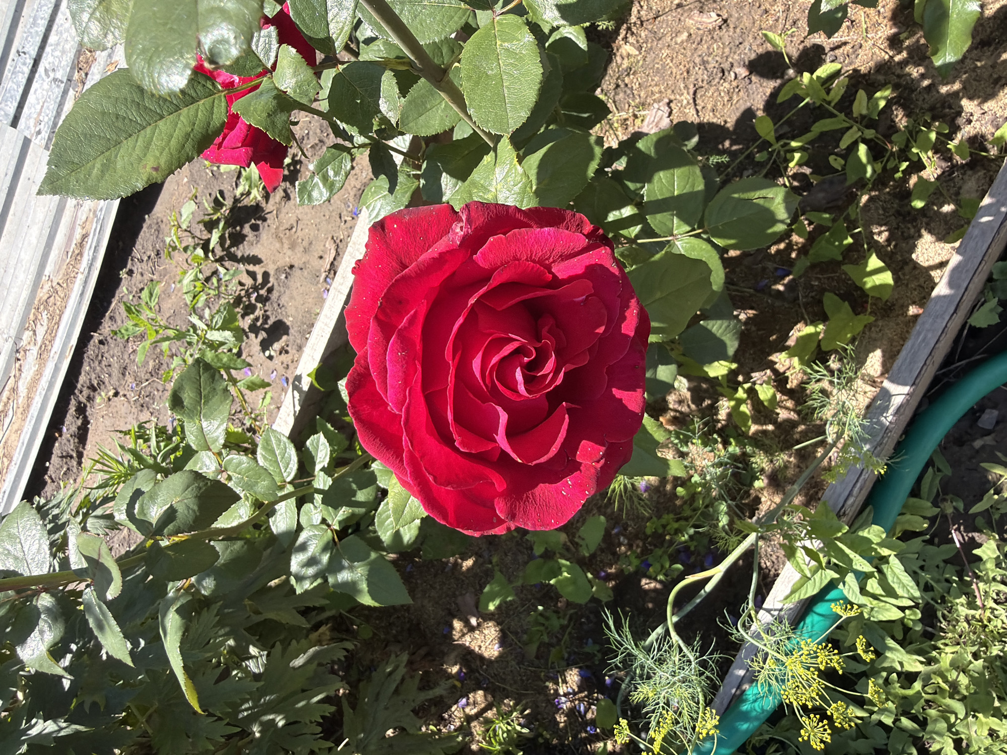 A close-up, overhead shot captures a vibrant red rose in full bloom, dominating the center of the frame. The rose's petals are intricately arranged in a spiral pattern, with some small water droplets visible on their surface, suggesting recent watering or dew. The rose is surrounded by lush green foliage, with some leaves showing a slight sheen, indicating sunlight.
The background consists of dark, rich soil, partially covered by shadows cast by the rose and surrounding plants. Scattered on the soil are small fragments of purple, possibly fallen petals or tiny flowers. To the left of the rose, a section of a weathered, corrugated metal structure is visible, and a lighter colored wooden plank runs along the bottom right edge of the image. Adjacent to the wooden plank is a coiled green hose, partially obscured by greenery.
The scene appears to be outdoors in a garden setting, likely during the daytime given the strong sunlight and distinct shadows. The overall mood is one of natural beauty and tranquility. The specific location is Nezhinka, Russia, which provides a geographic context for the flora and potentially the climate. There is no visible text in the image.