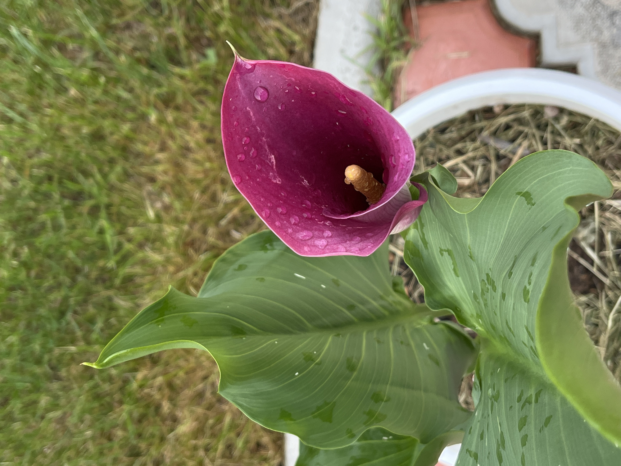 A close-up, high-angle shot shows a purple calla lily in a white pot. Water droplets cling to the flower's spathe. The spadix is visible inside the spathe. The plant has green leaves. The pot sits on a surface of dry grass. In the background, some green grass is visible, along with part of a red brick or tile area. The image was taken in an outdoor setting, possibly a garden or patio. The exact location in Chaikovsky, Russia is indiscernible from the given image.