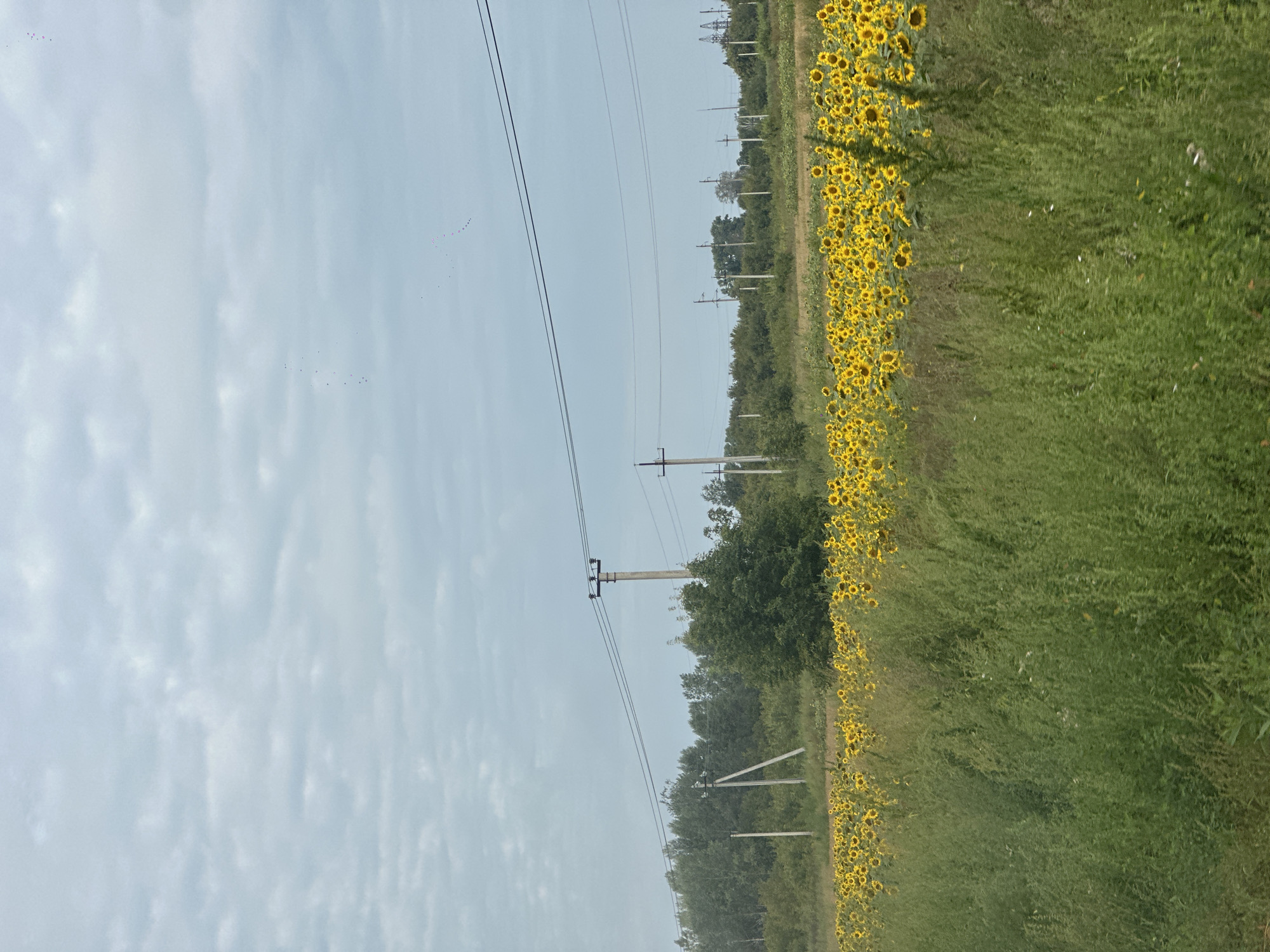 A wide shot captures a field of blooming sunflowers in Biysk, Russia, under a cloudy sky. The sunflowers are vibrant yellow and densely packed, stretching across the lower half of the frame. In the middle ground, a line of trees creates a natural border, with a few scattered utility poles and power lines intersecting the horizon. The foreground is dominated by tall, green grass, obscuring the lower portion of the sunflower field. The overall scene suggests a rural or semi-rural landscape.