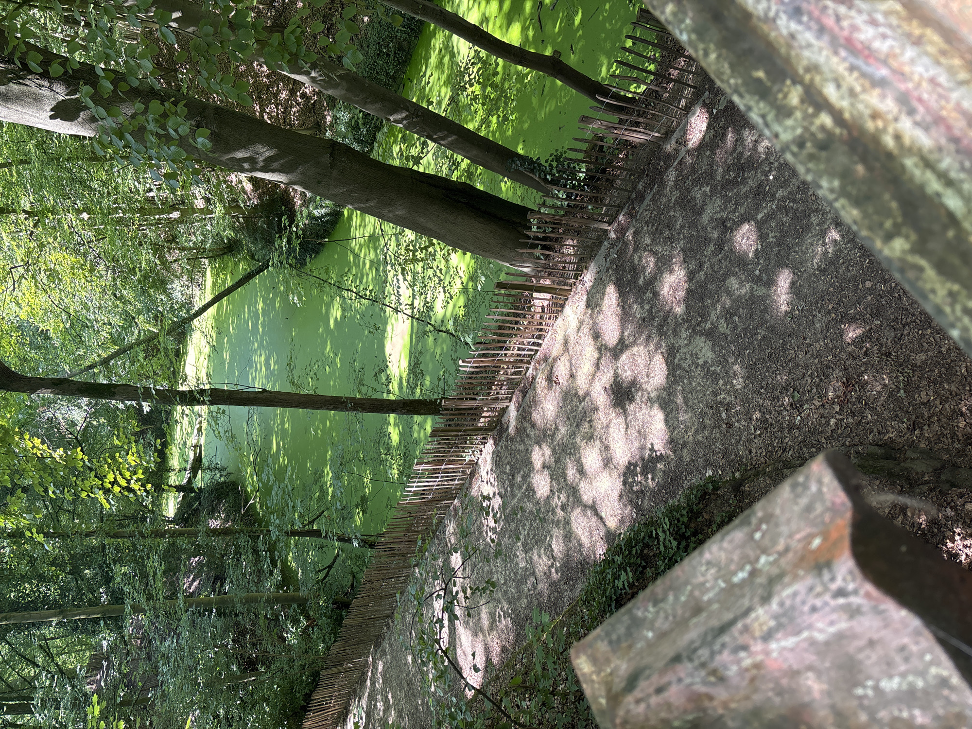 This image depicts a shaded pathway winding through a wooded area, with a vibrant green, algae-covered body of water visible to the right. A rustic wooden fence separates the path from the water. The scene is characterized by lush green foliage from the surrounding trees, casting dappled shadows on the path. The water appears stagnant and is covered in a thick layer of bright green algae. The pathway itself is made of gravel and dirt, with fallen leaves scattered across its surface. The overall impression is one of a natural, somewhat overgrown setting within a park or forest. This scene is located in the Sonian Forest, within the municipality of Watermael-Boitsfort in Brussels, Belgium, specifically near the La Ramée lake area, known for its dense vegetation and tranquil waterways.