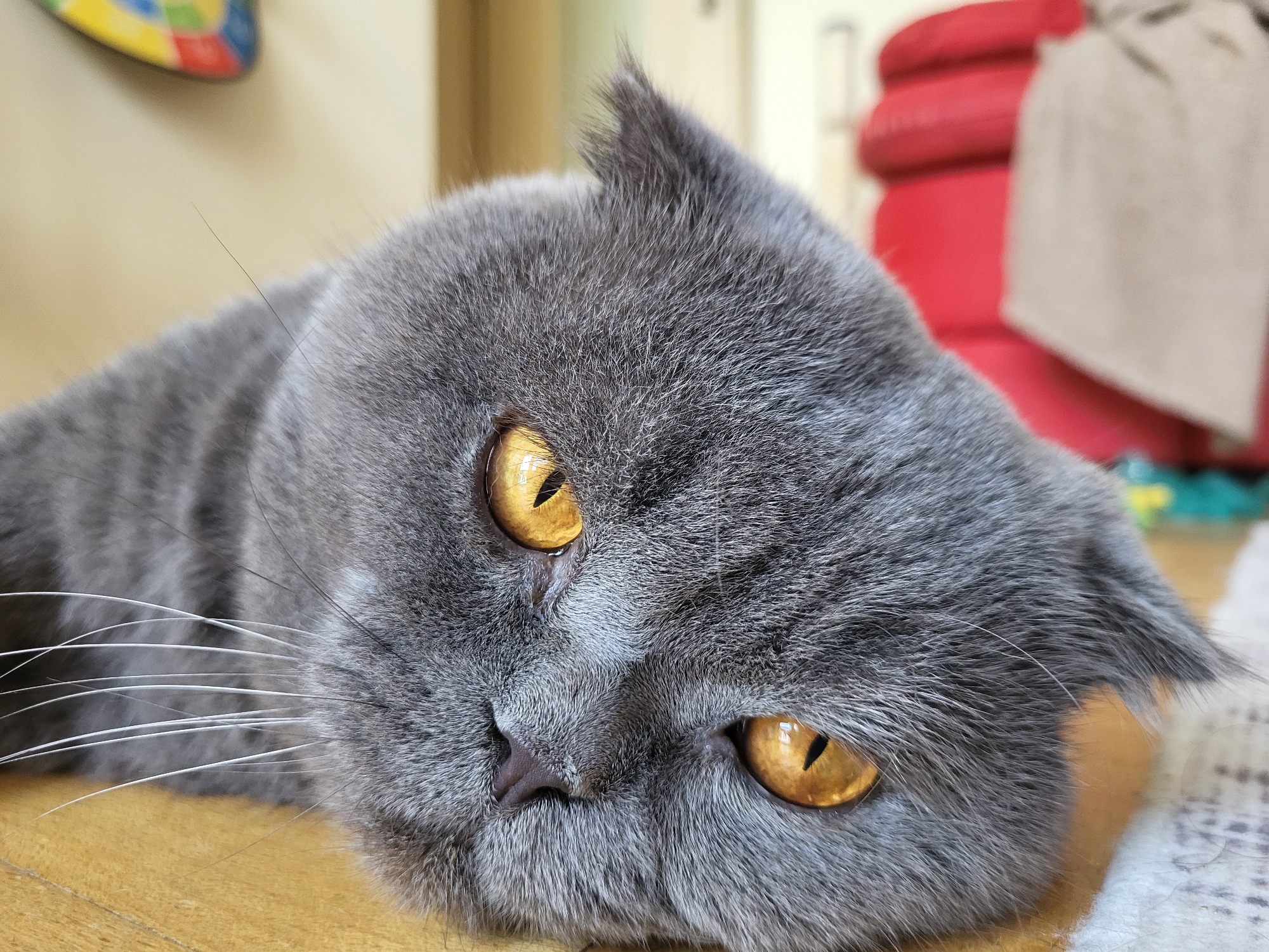 A close-up, eye-level shot shows a British Shorthair cat's face, resting on a light wooden surface. The cat is gray with striking amber eyes, one of which is slightly closed. Its fur is dense and appears soft. The background is blurred, revealing hints of a colorful circular object on the left and a stack of red cushions and a tan fabric item on the right. The overall scene suggests a relaxed domestic setting.