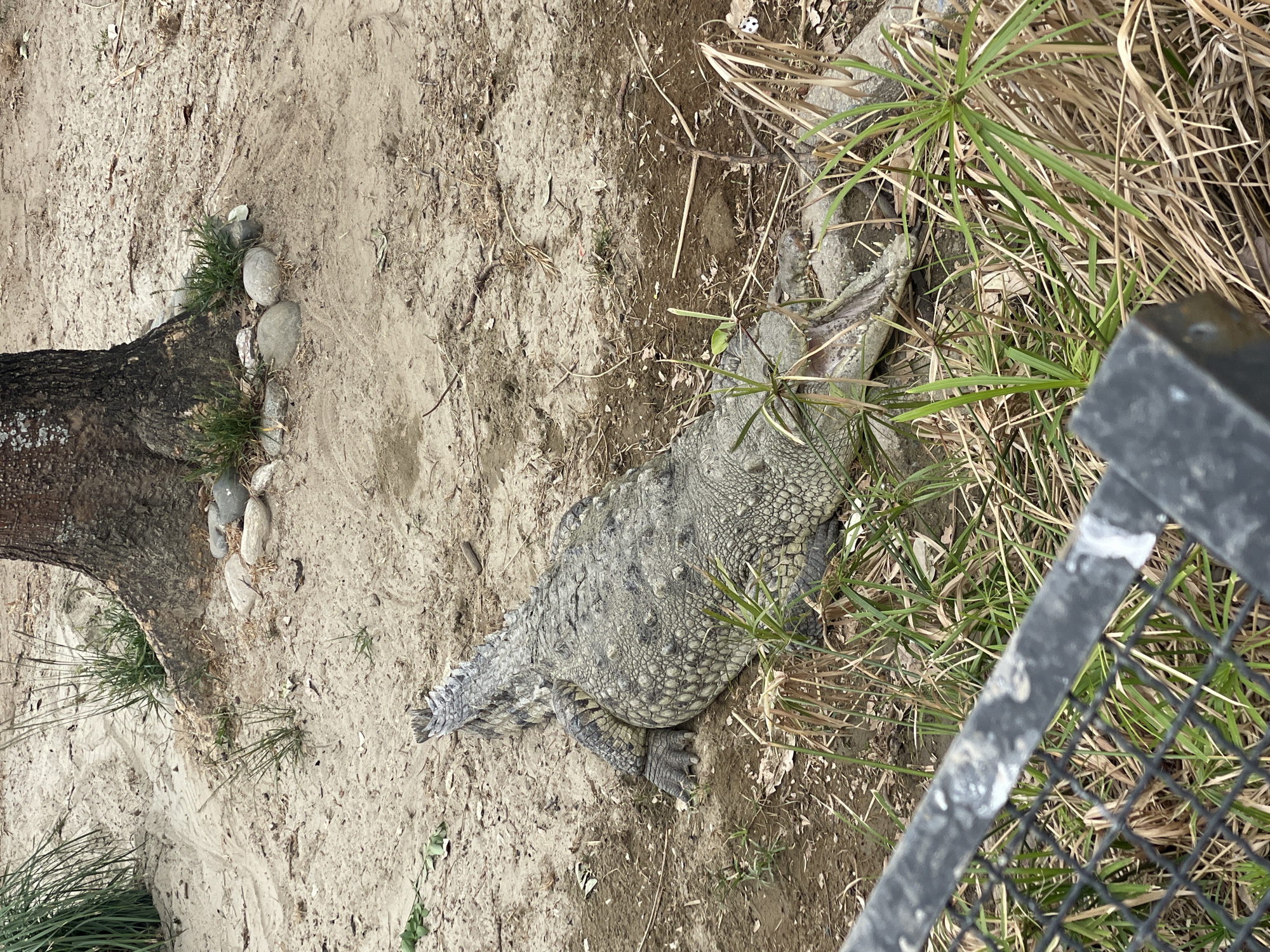 This image captures a large crocodilian, likely an American crocodile, resting within an enclosure in a zoological park, consistent with facilities found in Caracas, Venezuela, such as the Parque Generalísimo Francisco de Miranda. The crocodilian, exhibiting a mottled grey-green skin texture with prominent scutes, is positioned lengthways on sandy and disturbed dirt terrain. Its mouth is wide open, revealing numerous sharp teeth along the upper and lower jaws and a pale oral cavity. Its front legs are splayed outwards.
The immediate environment consists of sandy ground intermixed with patches of green and dry, straw-like vegetation. In the upper right background, a substantial tree trunk with rugged bark emerges from the ground, encircled at its base by several smooth, light-colored stones. A dark, black metal mesh fence with a thick horizontal bar dominates the lower foreground, serving as a barrier between the viewer and the animal. A small, crumpled white object is visible on the dirt near the crocodilian's snout in the mid-ground. No human subjects are visible.