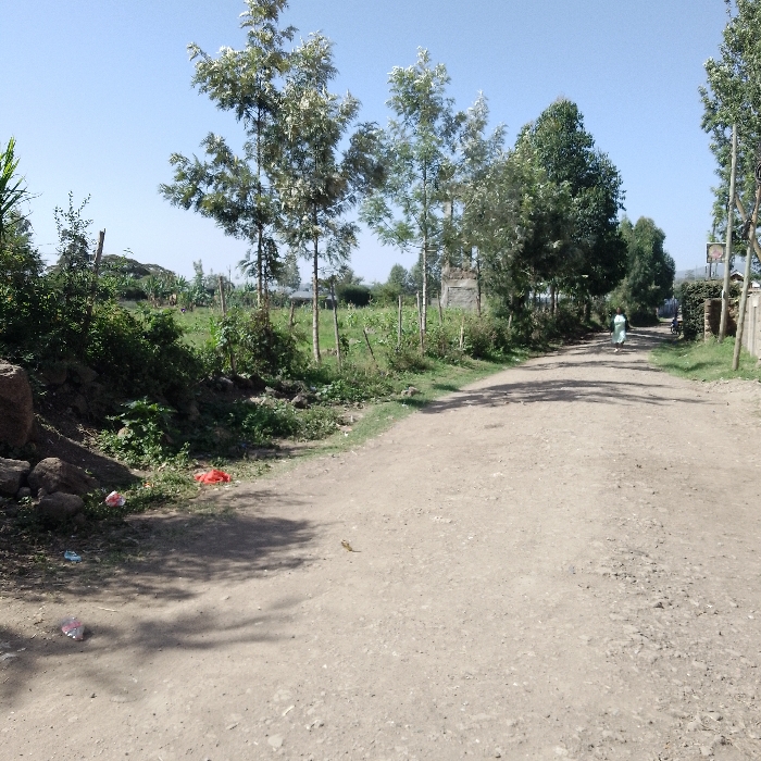 A dirt road stretches into the distance under a clear blue sky. Sparse trees line the road, casting shadows on the dusty surface. A person in light-colored clothing walks away from the viewer. Vegetation and fencing flank the left side of the road. Scattered litter is visible near a cluster of rocks and foliage on the left, contrasting with the otherwise natural scene.