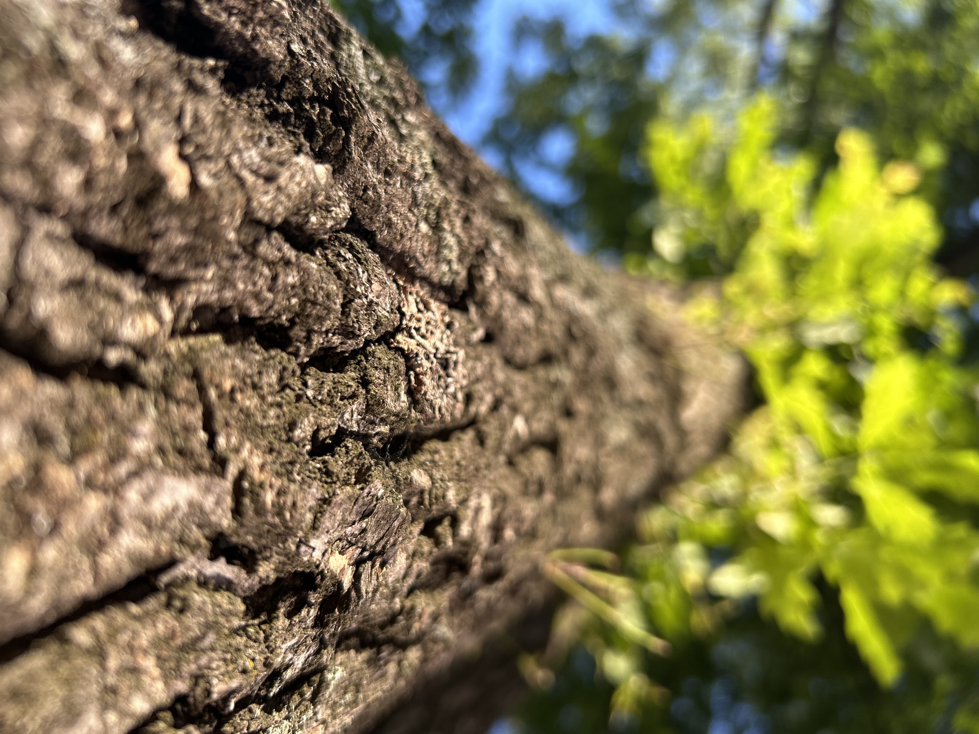 This is a close-up, low-angle shot looking up at the textured bark of a tree trunk. The bark is rough and appears aged, with deep furrows and ridges in shades of brown and gray, with hints of moss or lichen. The trunk extends diagonally from the bottom left towards the top right of the frame.
To the right of the trunk, the background is a blur of vibrant green leaves, suggesting a canopy of foliage. These leaves are brightly illuminated, indicating it's daytime and likely sunny. Beyond the leaves, patches of clear blue sky are visible, further confirming a pleasant weather day. The overall lighting and the focus on the organic textures of the tree bark and leaves suggest an outdoor natural setting, likely a forest or park. Given the location context of Kaluga, Russia, this scene could be representative of a summer or late spring day.
The shallow depth of field draws attention to the intricate details of the tree bark, while the out-of-focus background creates a soft, natural bokeh effect. There is no visible text in the image. The image evokes a sense of nature's beauty and the detailed patterns found in the natural world.
