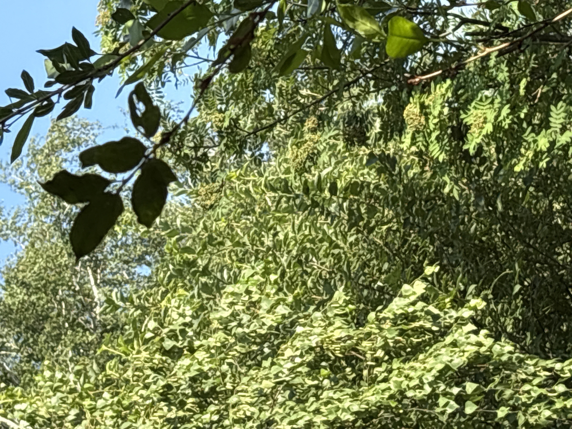 The media file shows an outdoor scene dominated by lush green foliage. The perspective is from below, looking up into the canopy of trees. Several branches with dark green leaves are in the foreground, some partially obscuring the view of the sky. The sky itself is a clear, bright blue, suggesting a sunny day. The background is filled with a dense tapestry of smaller, lighter green leaves, some appearing to be from climbing vines or undergrowth. There are also some clusters of light-colored blooms or seed pods visible amongst the leaves, hinting at a late spring or summer season. The overall impression is of a natural, verdant environment. There are no people or man-made objects visible in the image, and no text is present. The sunlight filtering through the leaves suggests it is daytime. The location context provided is Dubrovino, Russia.