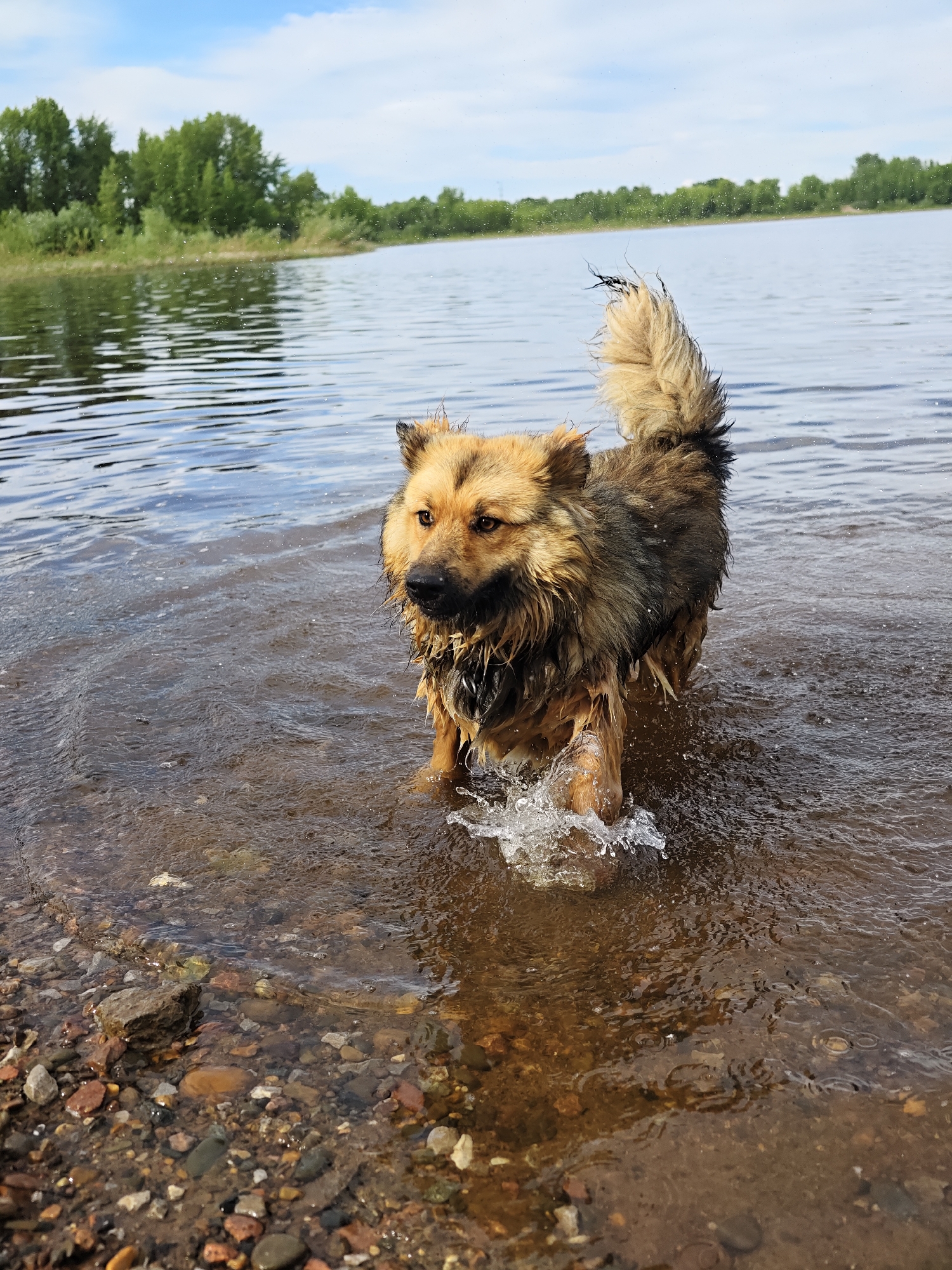A medium-sized, fluffy dog with tan and brown fur is walking in shallow water at the edge of a lake or river. The dog is wet, with water splashing around its front legs. Its tail is held high and appears to be fluffy and somewhat wind-blown. In the background, there is a wide expanse of water, with a tree line along the opposite shore under a partly cloudy sky. The foreground shows a rocky, sandy shoreline. The scene appears to be outdoors in a natural setting, possibly a park or a natural area near a body of water in or around Noviy, Russia.
