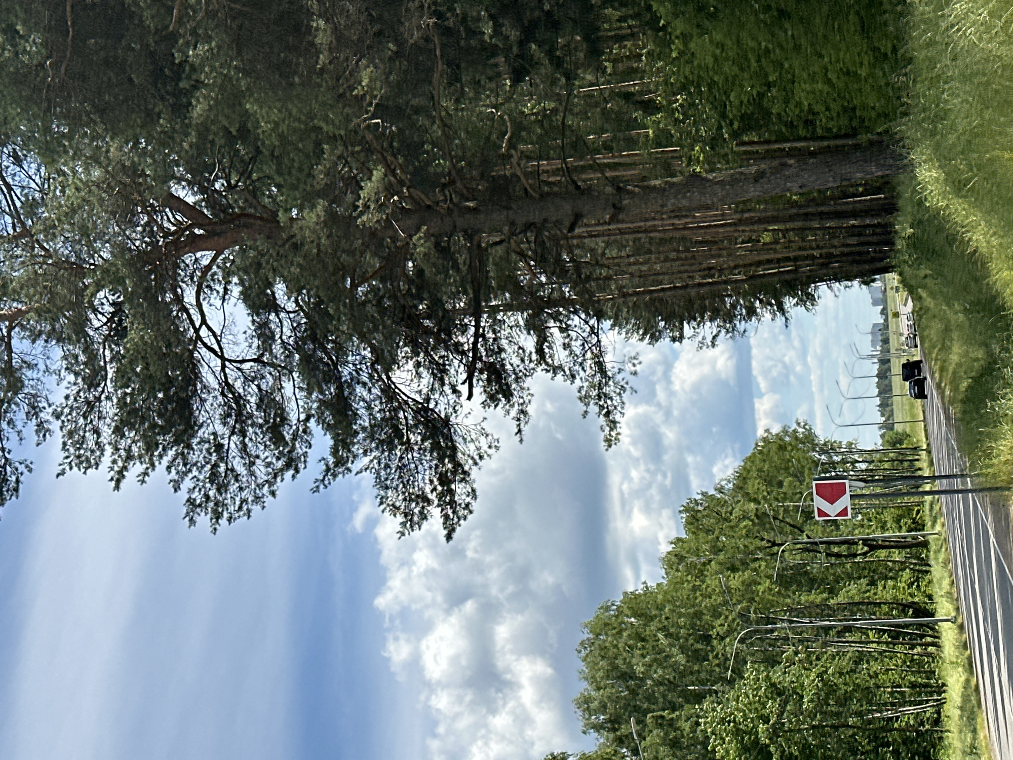 The image depicts a road bordered by trees and a blue sky with white clouds, likely taken on a sunny day. The trees on the left are tall and dense, with some branches extending over the road. On the right side of the road, there is a line of trees and a grassy embankment. A red and white directional sign is visible on the right side of the road, indicating a curve or hazard. In the distance, there are some buildings and streetlights, suggesting the presence of a town or city. The road appears to be paved and has lane markings. Two black cars are traveling on the road in the distance. The image has been rotated 90 degrees clockwise. The scene conveys a sense of travel and nature.