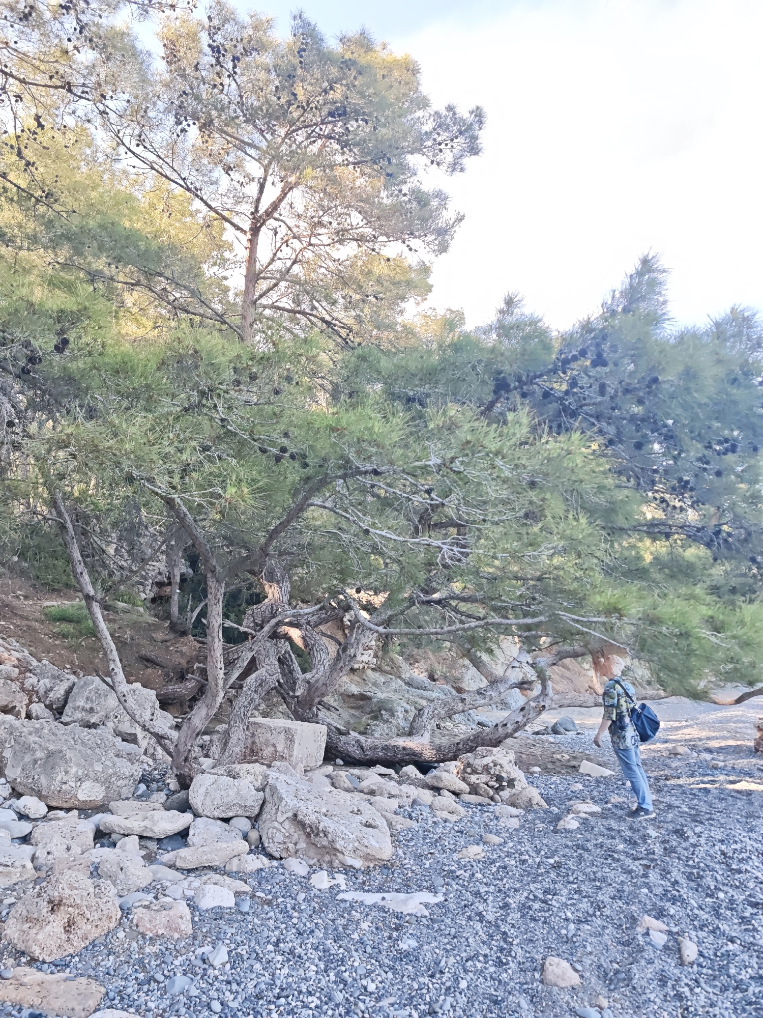 This vertical image captures a tranquil natural scene, likely a coastal area in Kemer, Turkey. The majority of the frame is filled with lush pine trees, featuring dark green needles and numerous pine cones scattered among their branches. Several trees in the mid-ground exhibit gnarled, twisted trunks and exposed roots, growing out of and amidst large, light-colored rocks and boulders. A prominent, multi-trunked tree with a wide canopy anchors the center-left.
The ground consists of a vast expanse of small, grey and white pebbles, typical of a pebbly beach or shore, interspersed with larger rocks. On the right side of the image, a person is seen from behind, walking leisurely on this pebbly terrain. They are wearing a patterned shirt with green, blue, and yellow hues, blue jeans, and dark shoes. A dark blue backpack with a light emblem or logo is worn on their left shoulder. The person's posture suggests observation as they look towards the left.
The lighting indicates either early morning or late afternoon, with the sun casting a soft, warm glow on parts of the trees and ground, contributing to a peaceful atmosphere. The sky, visible at the top and through the tree canopy, appears bright and clear, suggesting pleasant weather. There is no visible text in the image. The scene conveys a sense of quiet enjoyment of a rugged, natural Mediterranean landscape.