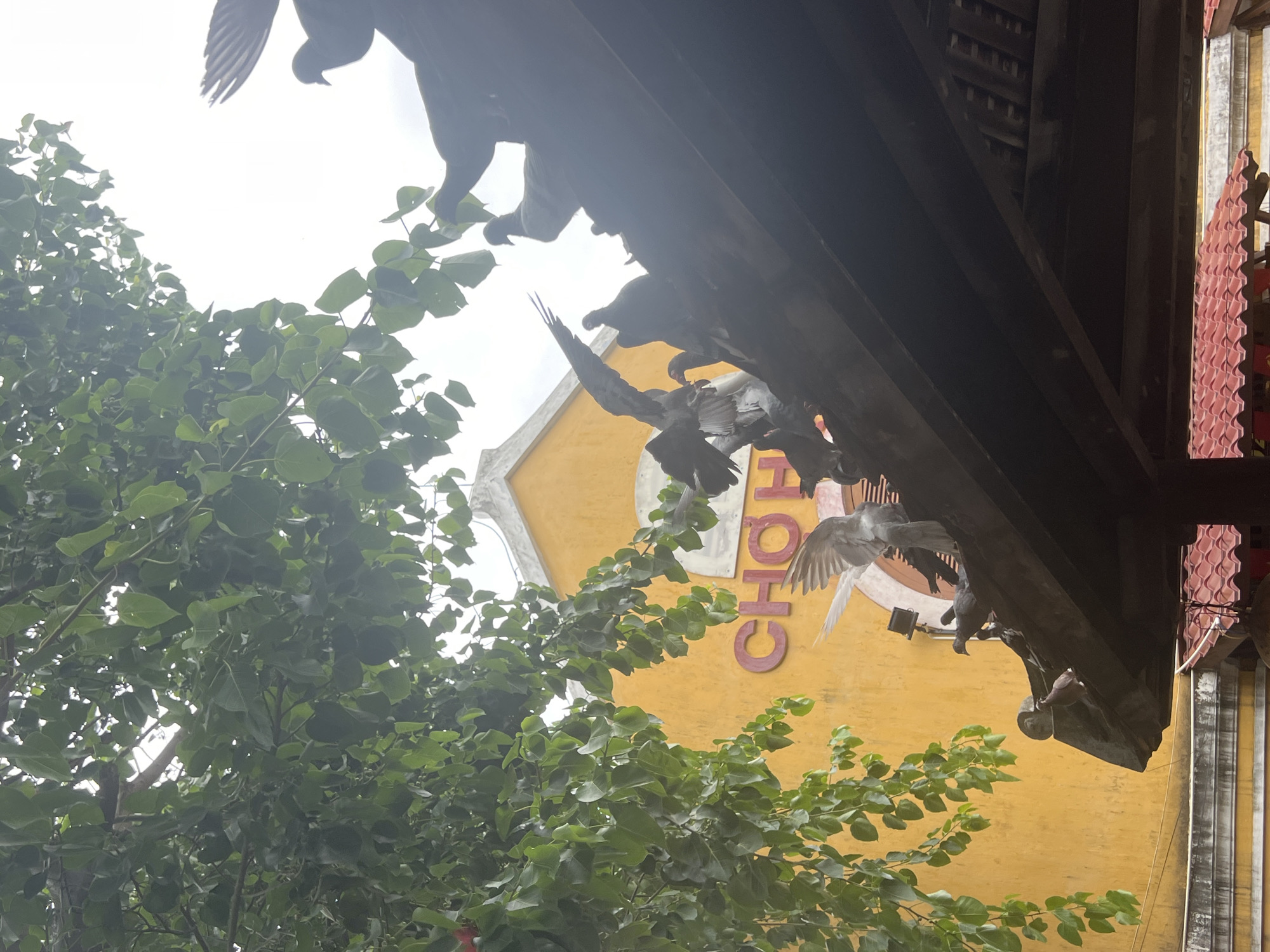 The image shows a group of pigeons perched on the dark wooden roof of a building with a bright yellow facade. The word "CHỢ" (market in Vietnamese) is visible in red lettering on the yellow wall. Lush green foliage hangs from the upper left corner of the frame, partially obscuring the sky. The scene appears to be in the city of Hoi An, Vietnam, likely near a market. The pigeons are silhouetted against the bright sky, with some in flight and others stationary on the roof. The overall impression is one of a quiet moment in a busy urban environment.