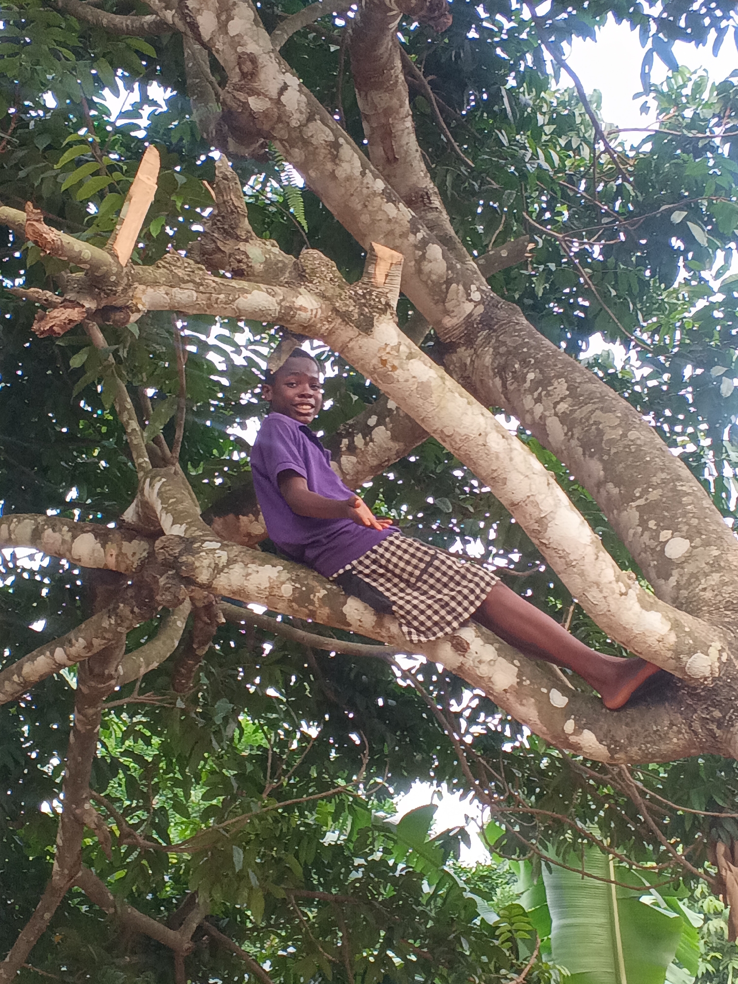 A young boy is captured sitting comfortably on a thick, gnarled tree branch in what appears to be a lush, natural setting. He is positioned towards the center-right of the frame, looking directly at the viewer with a warm, open-mouthed smile, conveying a sense of happiness and ease.
The boy is wearing a plain purple short-sleeved shirt and black and white checkered shorts. His feet are bare, and his dark skin contrasts with the light-colored, lichen-speckled bark of the tree. The tree itself features numerous large, interwoven branches that create a natural perch. Some branches show freshly exposed, lighter wood, suggesting recent breaks or cuts.
The background is dominated by dense green foliage, with vibrant leaves of various shapes and sizes. Patches of bright, clear sky are visible through the gaps in the canopy, indicating it is daytime, likely sunny or brightly overcast. The overall impression is one of a cheerful moment spent outdoors, possibly in a tropical or subtropical environment consistent with the given location context of Eziudo, Nigeria. There is no visible text in the image.