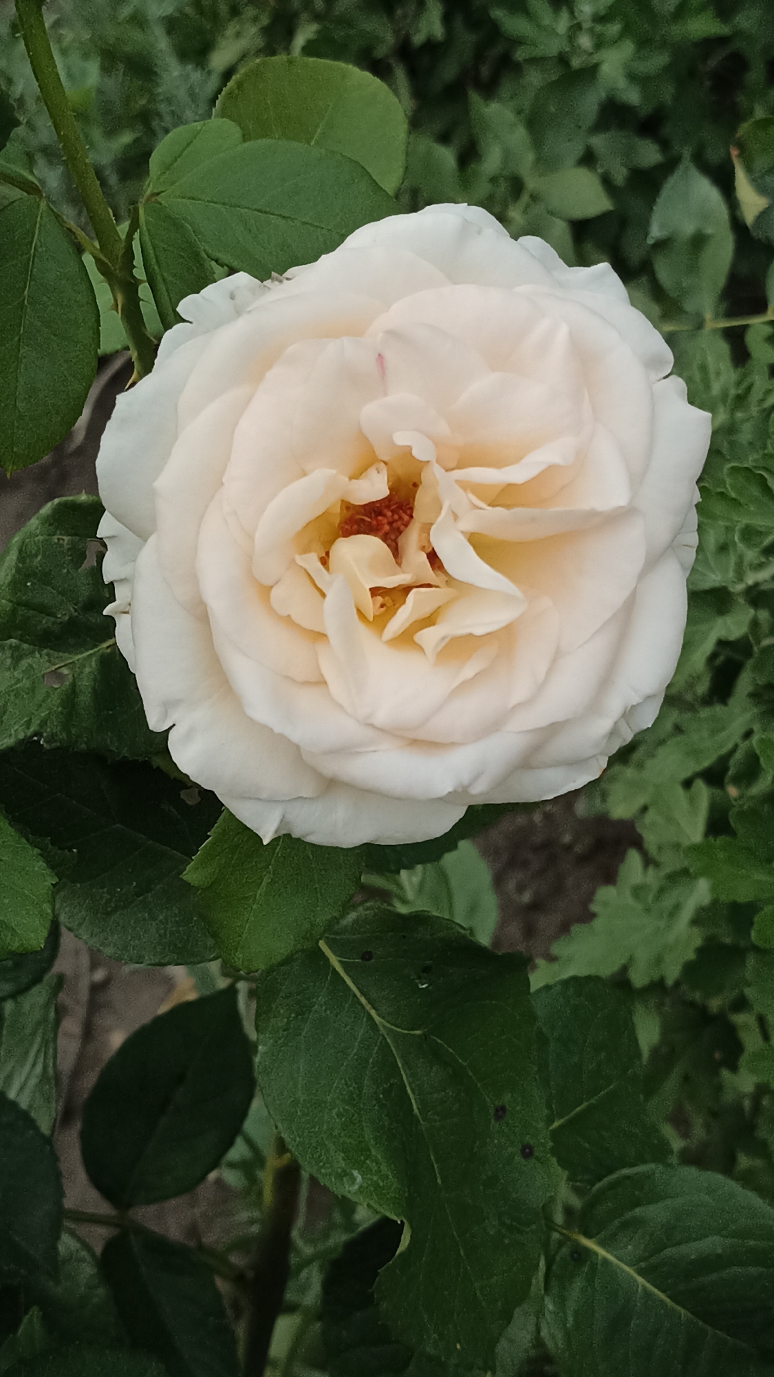 A close-up, vertical shot captures a fully bloomed, creamy white rose. The rose is centered in the frame, with its delicate petals unfurling to reveal a cluster of orange-red stamens in the middle. The petals are layered and softly curved, with subtle hints of a peachy hue in the inner folds. Surrounding the rose are dark green leaves, some in sharp focus, others softly blurred, creating a naturalistic background. A few small, dark spots are visible on some of the leaves, possibly indicating minor blemishes. The environment appears to be an outdoor garden setting, likely a residential garden in Magala, Moldova, given the presence of lush vegetation and a natural, unmanicured feel. The lighting is soft, suggesting an overcast day or a shaded location. No people or animals are present in the image.