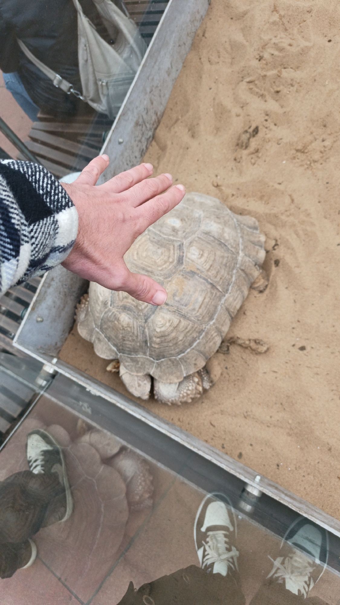 The image shows a tortoise in a sand-filled enclosure, likely in a zoo or similar setting. A person's hand is extended toward the tortoise, but not touching it. The enclosure appears to be made of glass and metal. Reflected in the glass is the lower part of another person wearing sneakers. The background includes other people and objects. The location is not specified, so I cannot determine it to be Krasnodar, Russia.