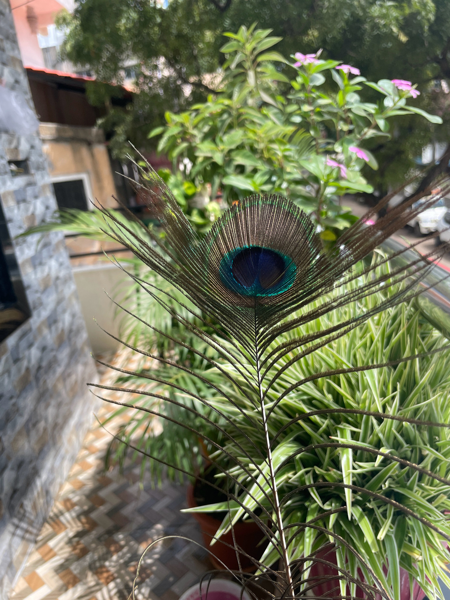 A close-up, shallow depth-of-field shot focuses on a peacock feather, with its iridescent eye prominently displayed. The feather is positioned in the foreground, partially obscuring a dense cluster of green, striped leaves from a houseplant in a brown pot. In the background, out of focus, is a building with a pink roof and a brick wall with a grey and beige tiled pattern. The scene appears to be on a balcony or patio, suggested by the tiled flooring and railing. The lighting indicates it is daytime, with dappled sunlight casting shadows on the floor. The environment is likely residential, given the presence of a building and potted plants. The image was captured in the city of Pimpri-Chinchwad, India.