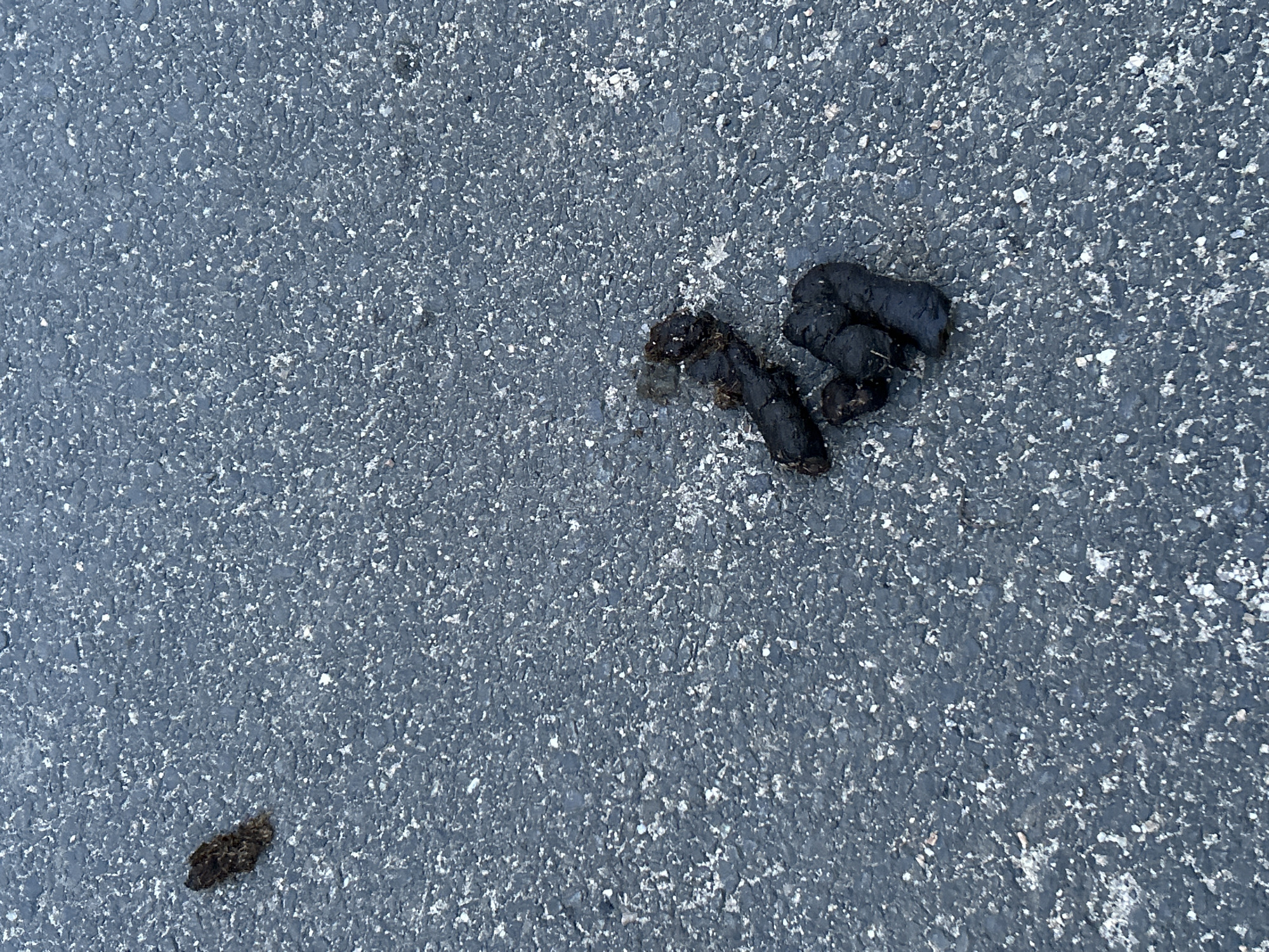 On a textured asphalt surface in an unidentified location, possibly Zlatograd, Bulgaria, there are two deposits of fecal matter. One deposit is a dark, almost black mass, while the other is smaller and darker brown. No people, subjects, or other objects are visible. The environment consists solely of the asphalt surface.