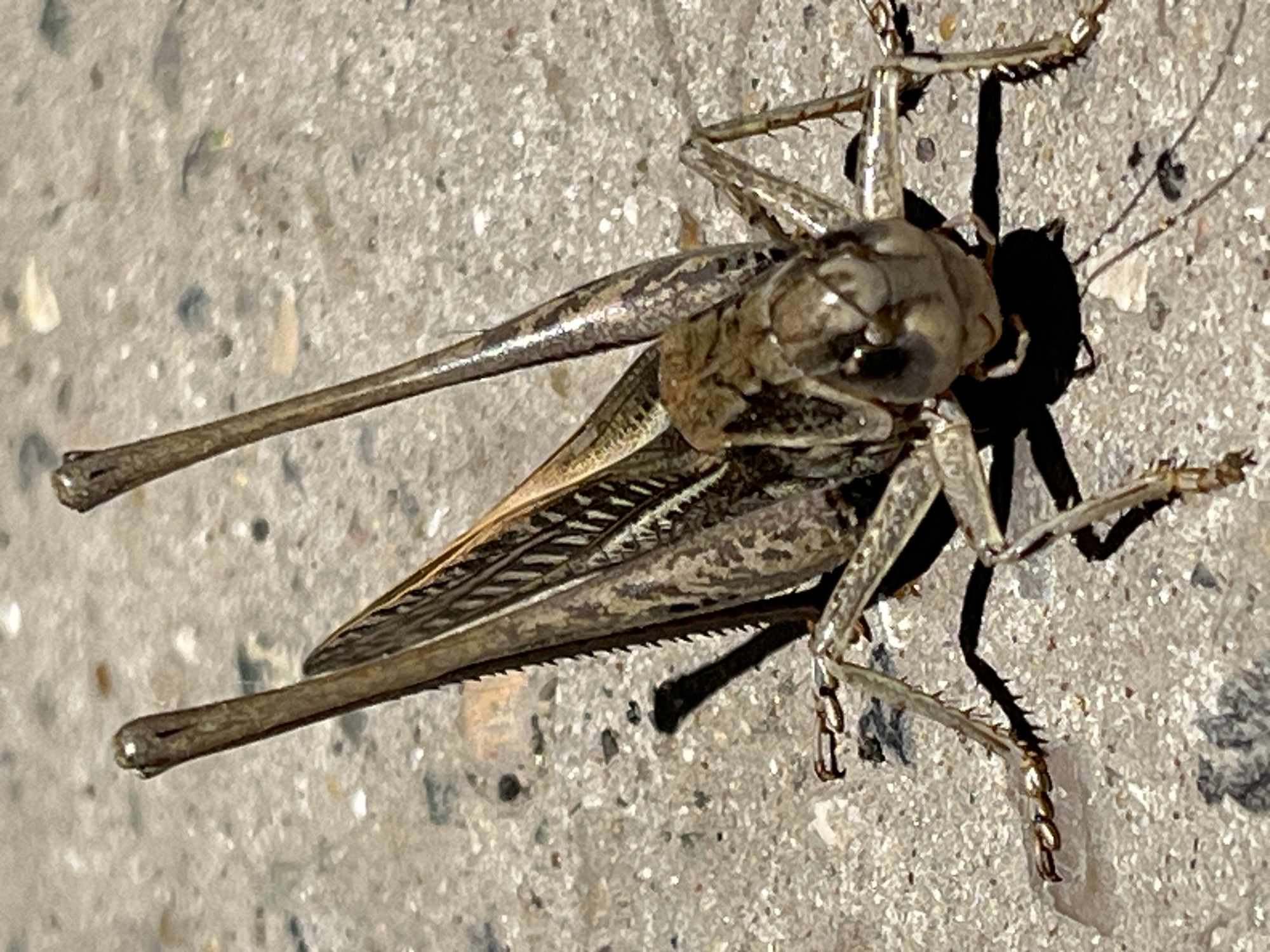This is a close-up, overhead photograph of a grasshopper on a textured, light-colored surface, likely concrete. The grasshopper is the primary subject, with its body, wings, and legs clearly visible. Its coloration is a mottled brown and tan, providing camouflage against the ground. The grasshopper's long antennae extend to the left, and its prominent hind legs, adapted for jumping, are positioned towards the right of the frame. The wings are folded over its back, revealing intricate patterns. The lighting suggests it's daytime, with strong shadows cast by the grasshopper's body, particularly a distinct shadow from its head and thorax. The surface it rests on is speckled with small pebbles or debris. There are no people, text, or discernible weather conditions mentioned in the visual information. The provided location context is Krasnyye Barrikady, Russia.