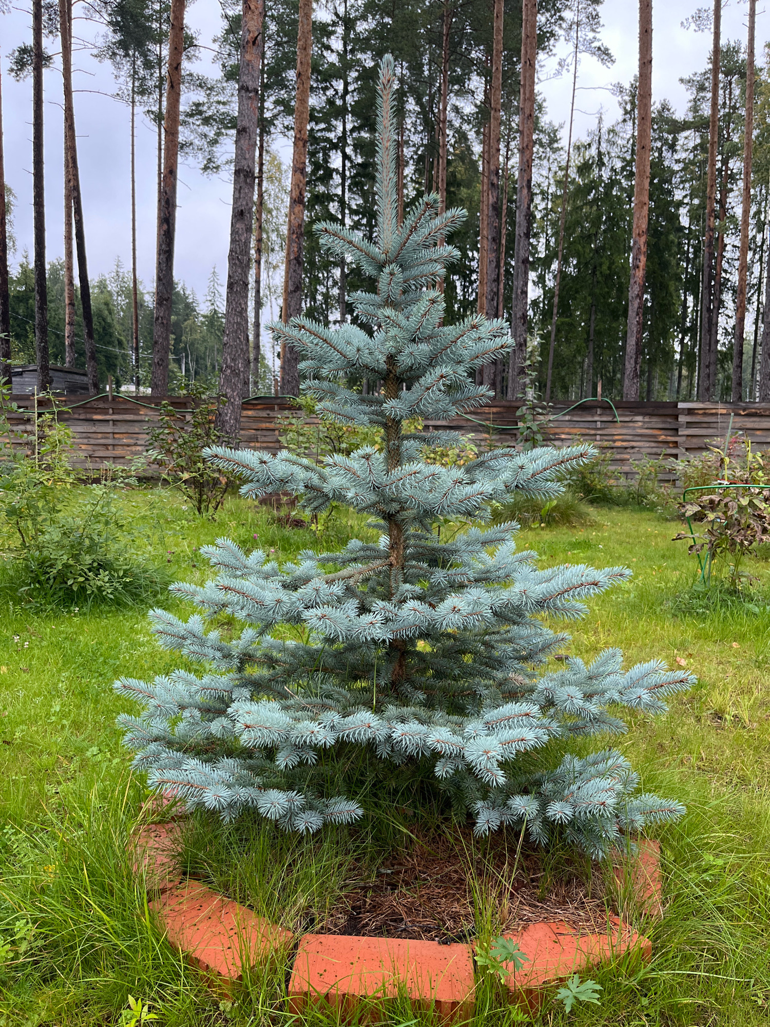 A young blue spruce tree is centrally located in a grassy yard, surrounded by a partial border of orange bricks. Behind the tree, a weathered wooden fence runs horizontally across the middle ground. Beyond the fence, a dense forest of tall pine trees dominates the background under a cloudy sky. The environment appears to be a residential area bordering a natural wooded landscape, consistent with a location in Arfa, Russia. No people or animals are visible in the image.