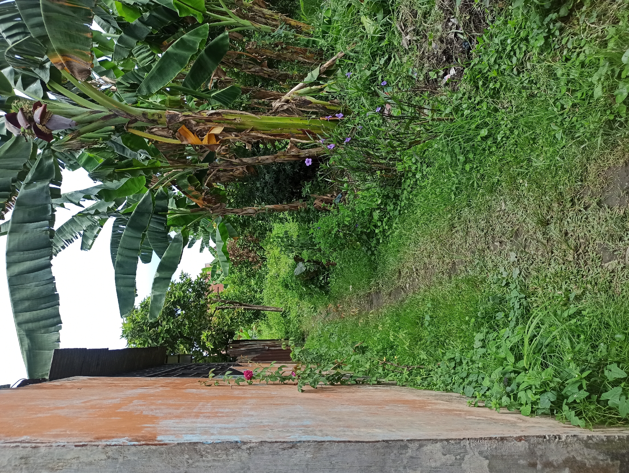 The image captures a narrow dirt path winding through a lush, overgrown garden area in the City of Medan, Indonesia. A textured, orange-toned wall of a building forms the left foreground, with climbing green vines and two pink flowers visible on its surface. To the right of the path, a dense thicket of banana trees dominates the scene, their large green leaves fanning out overhead. Among the greenery, small purple flowers are scattered. The path is bordered by thick grass and various other plants. The background reveals more foliage and the indistinct shapes of structures, suggesting a residential or less-developed urban environment. The sky is mostly obscured by the banana leaves.