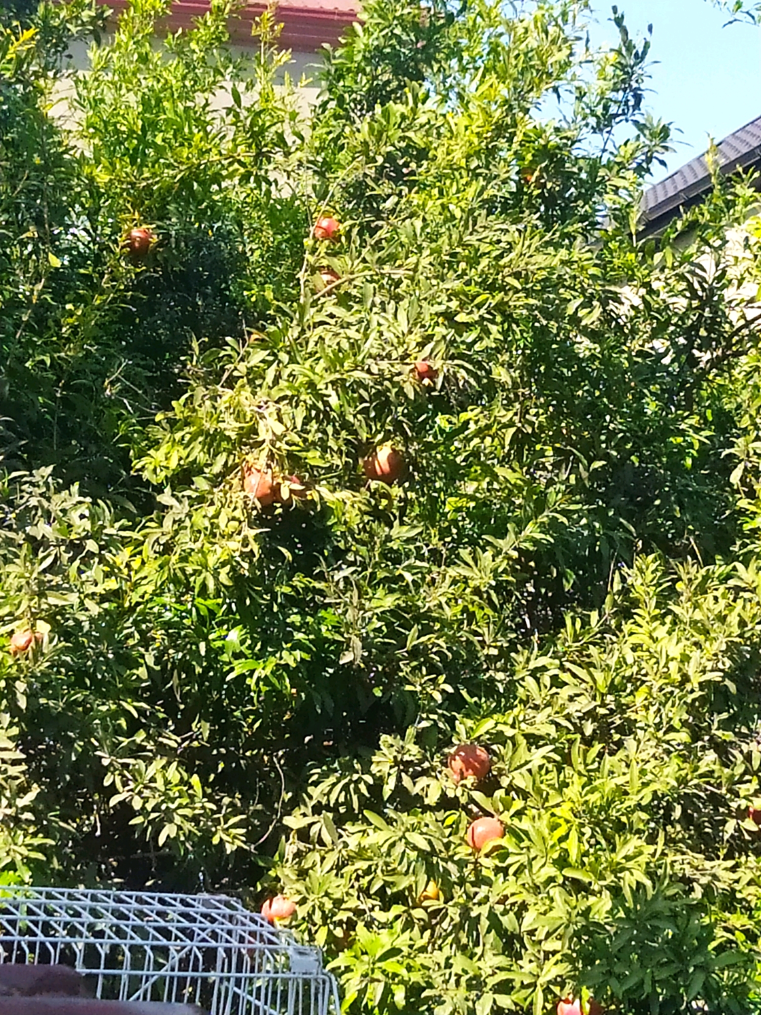 A pomegranate tree laden with ripe fruit is the central focus of this image, set against a backdrop of a building with a red-tiled roof and a dark-shingled roof, hinting at a residential area. The tree's dense foliage, illuminated by sunlight, obscures much of the surrounding environment, though a portion of a white wire fence is visible in the lower left corner. The scene appears to be captured in Khazar Raion, Azerbaijan, where such trees and architectural styles are common. The overall impression is one of a natural setting within an urban or suburban landscape, likely during harvest season given the abundance of fruit.