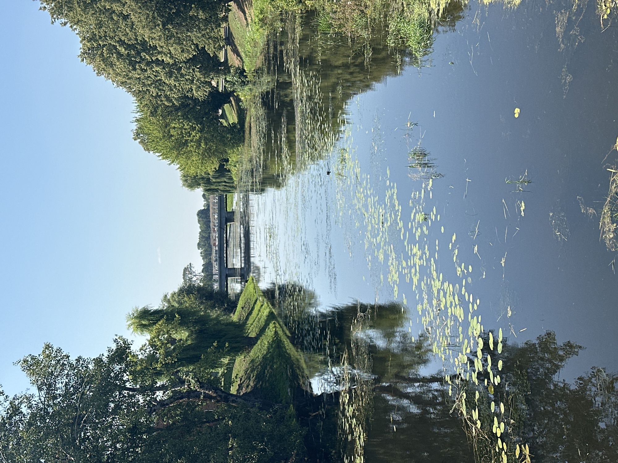 The image depicts a canal in Brest, Belarus, on a clear, sunny day. Lush green trees line both banks of the canal, with their reflections shimmering on the water's surface. Lily pads dot the dark water, and a small duck can be seen swimming near the center. In the background, a bridge spans the canal, with buildings and more trees visible on the horizon. The scene is tranquil and picturesque, showcasing the natural beauty of the city.