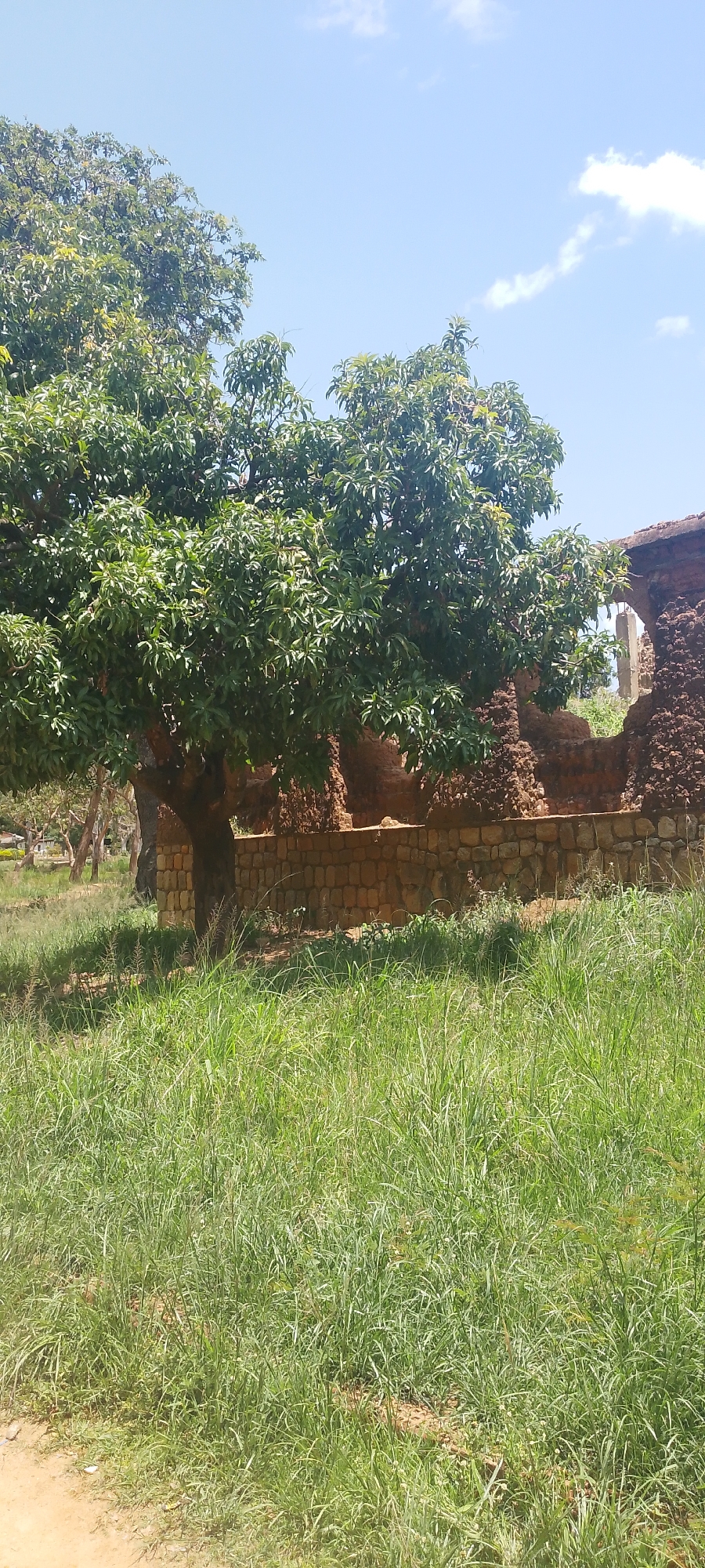 A sunlit, outdoor scene depicts a grassy area with a large tree in the foreground, partially obscuring a stone wall with arched openings. The tree, with dense green foliage, stands to the left of the image. Behind the tree, a weathered stone wall with rough, reddish-brown masonry forms a segment of a structure, featuring at least two large, rough-hewn archways. The sky above is a clear blue with a few scattered white clouds. The ground in front of the wall is covered in lush, green grass. The image appears to be taken in a park or historical site within Dorowa, Nigeria.
